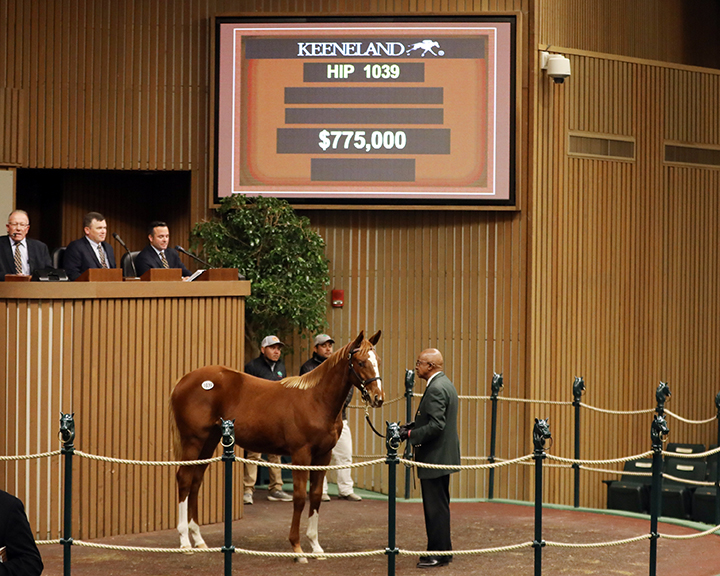A Curlin filly out of Fly to the Stars sells for $775,000 at the Keeneland November sale