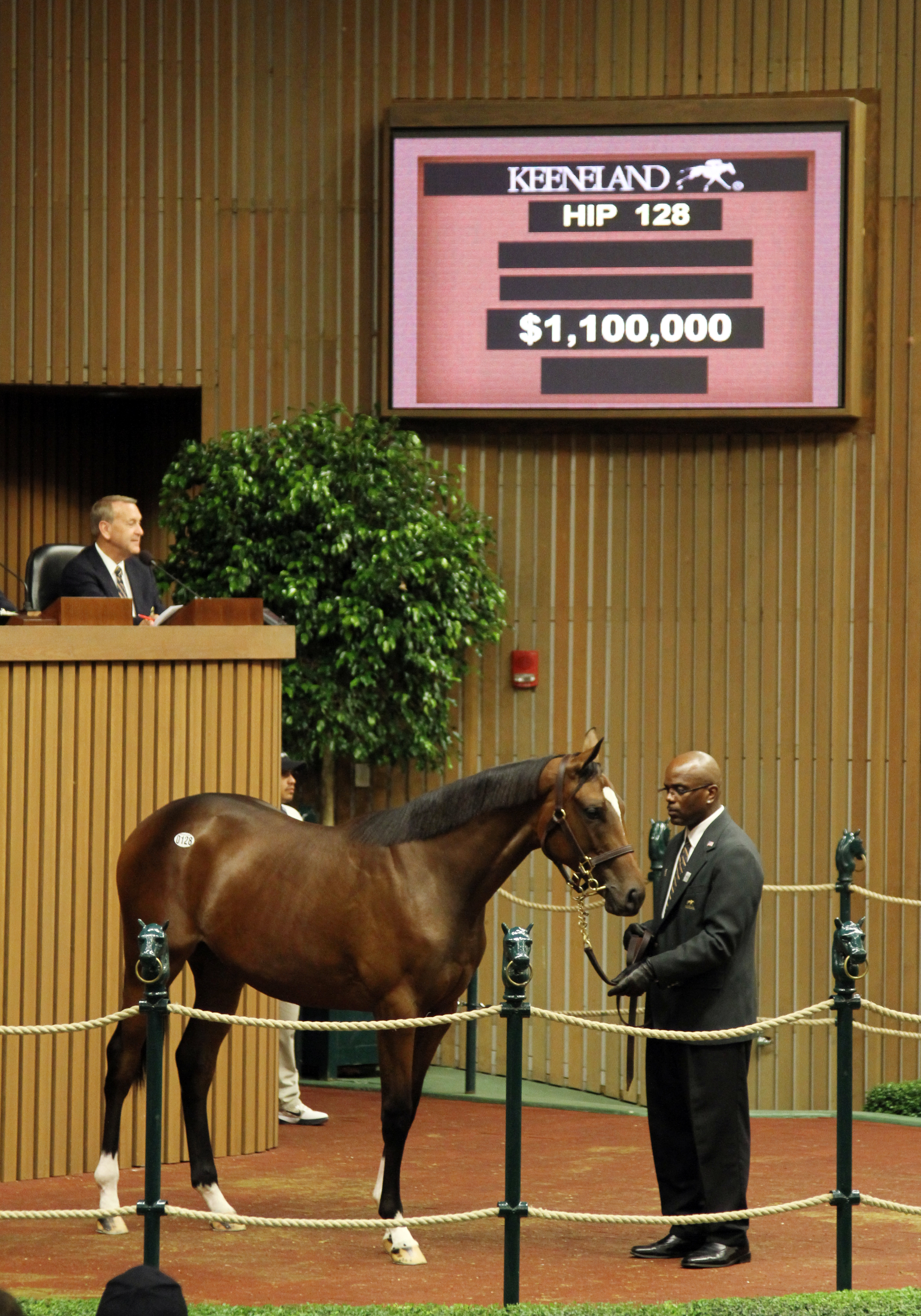 A.P. Indy yearling