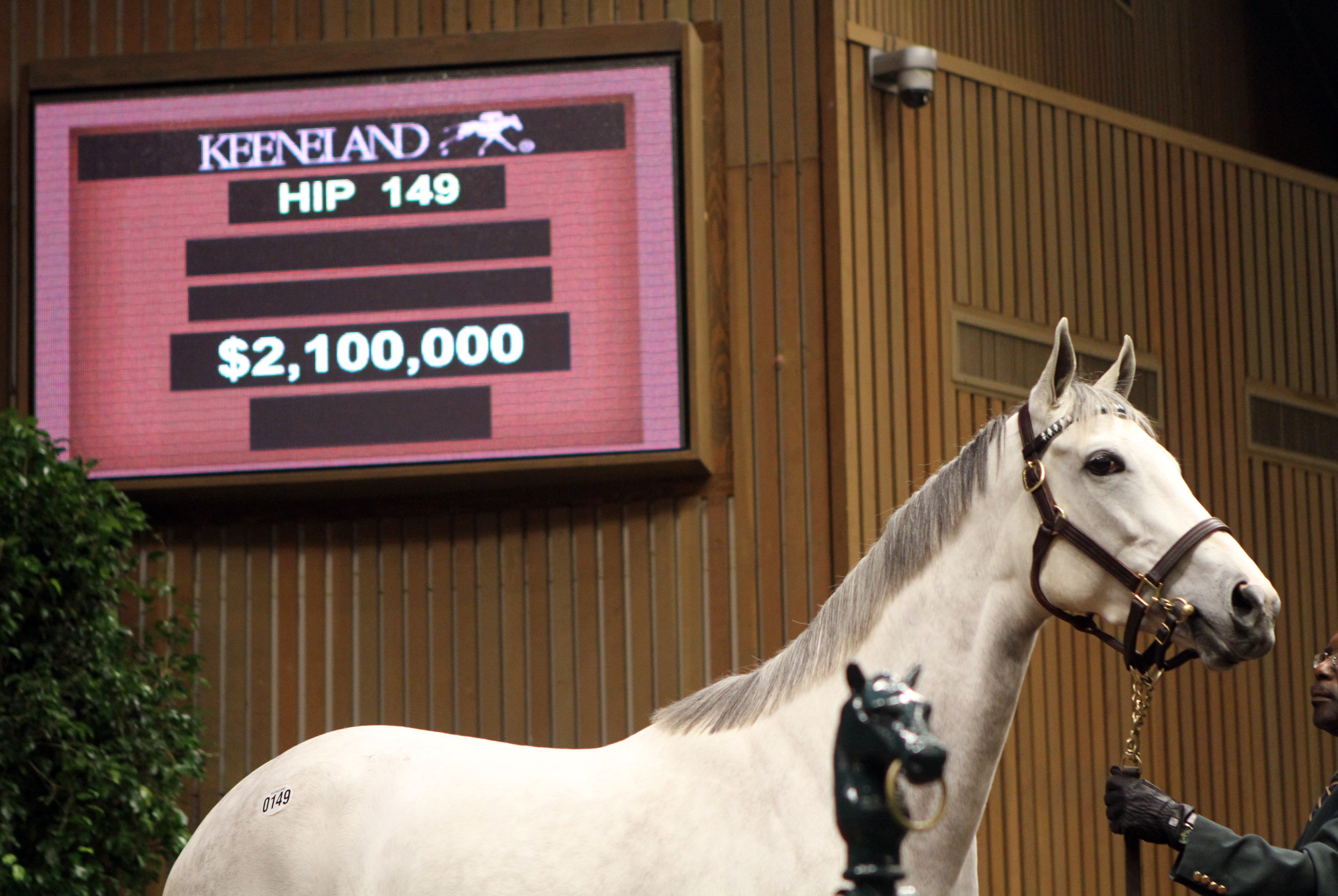 Zazu sells at the Keeneland fall sale