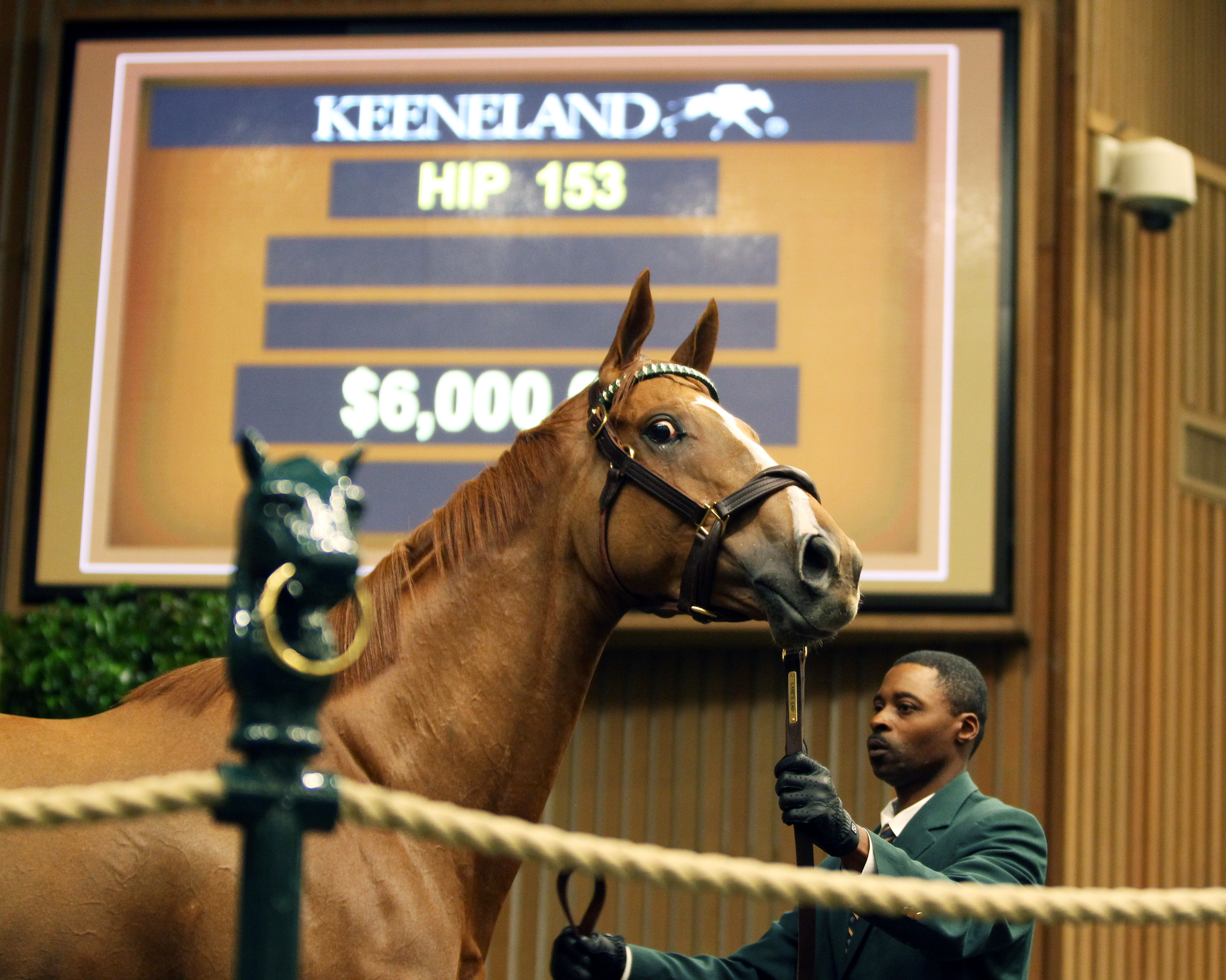 Stellar Wind sells for $6 million at the Keeneland November sale