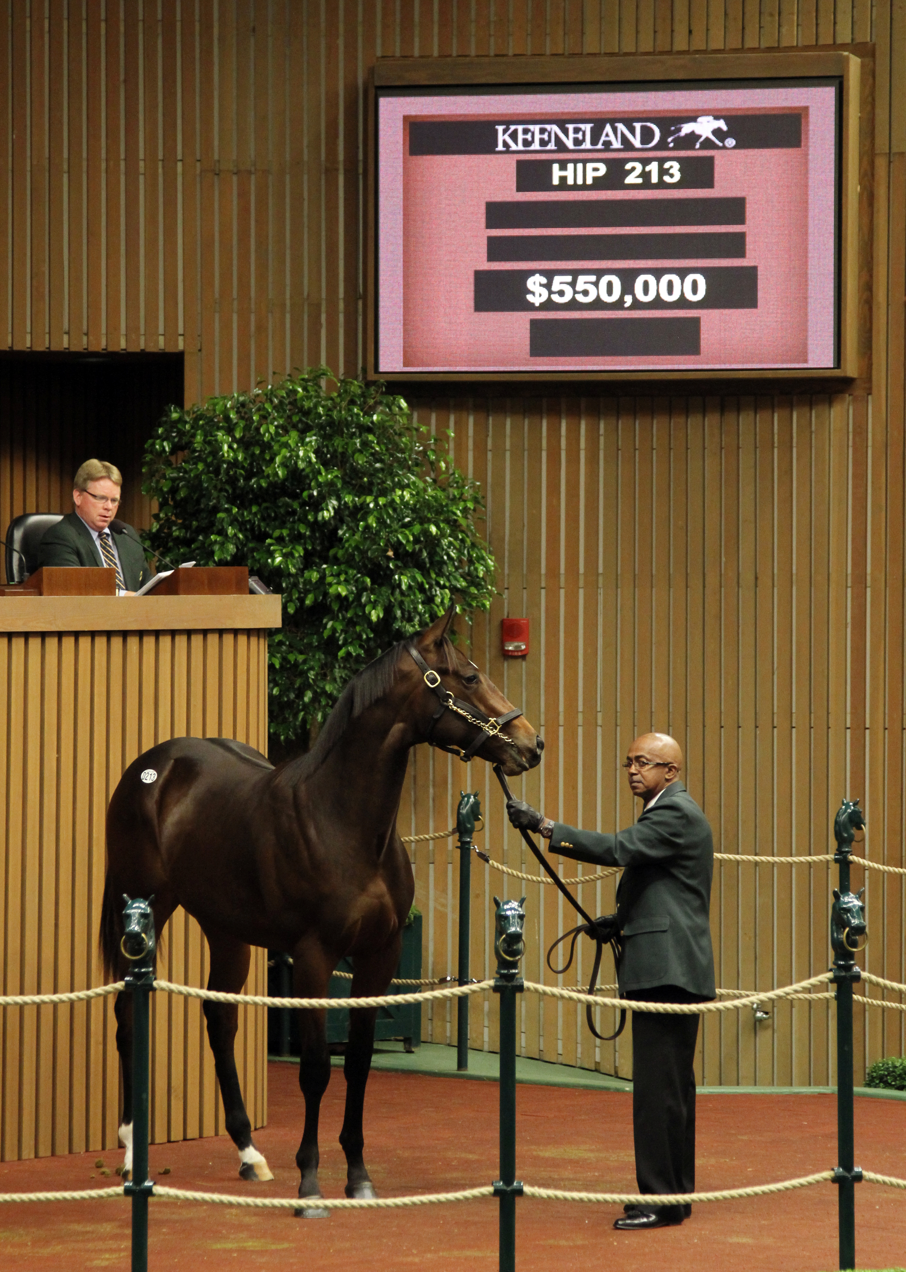 Giant's Causeway colt Day one Book 2 sale topper