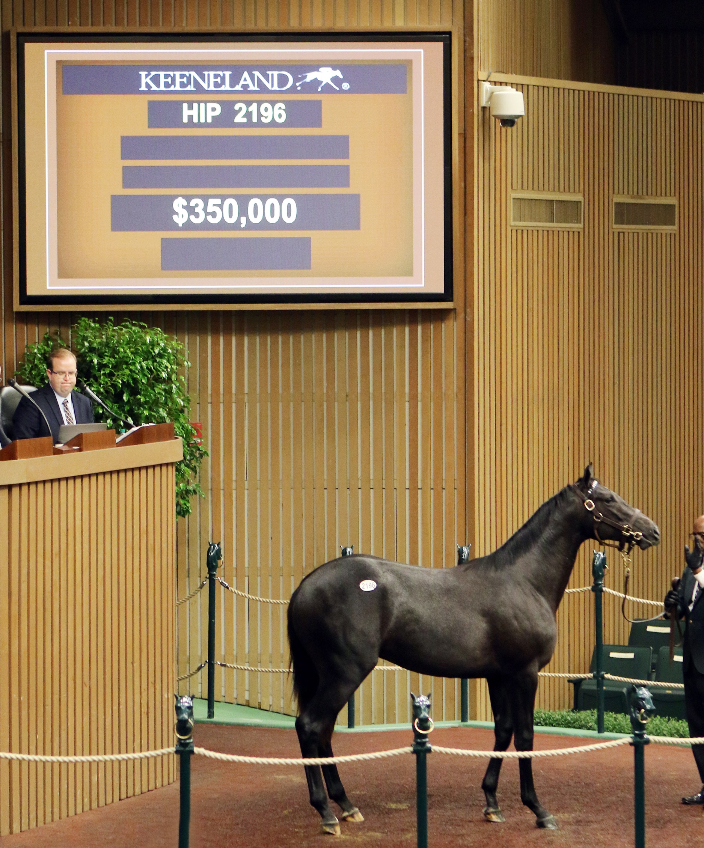 Cairo Prince/Precious Princess colt sells for $350,000 at the Keeneland September sale