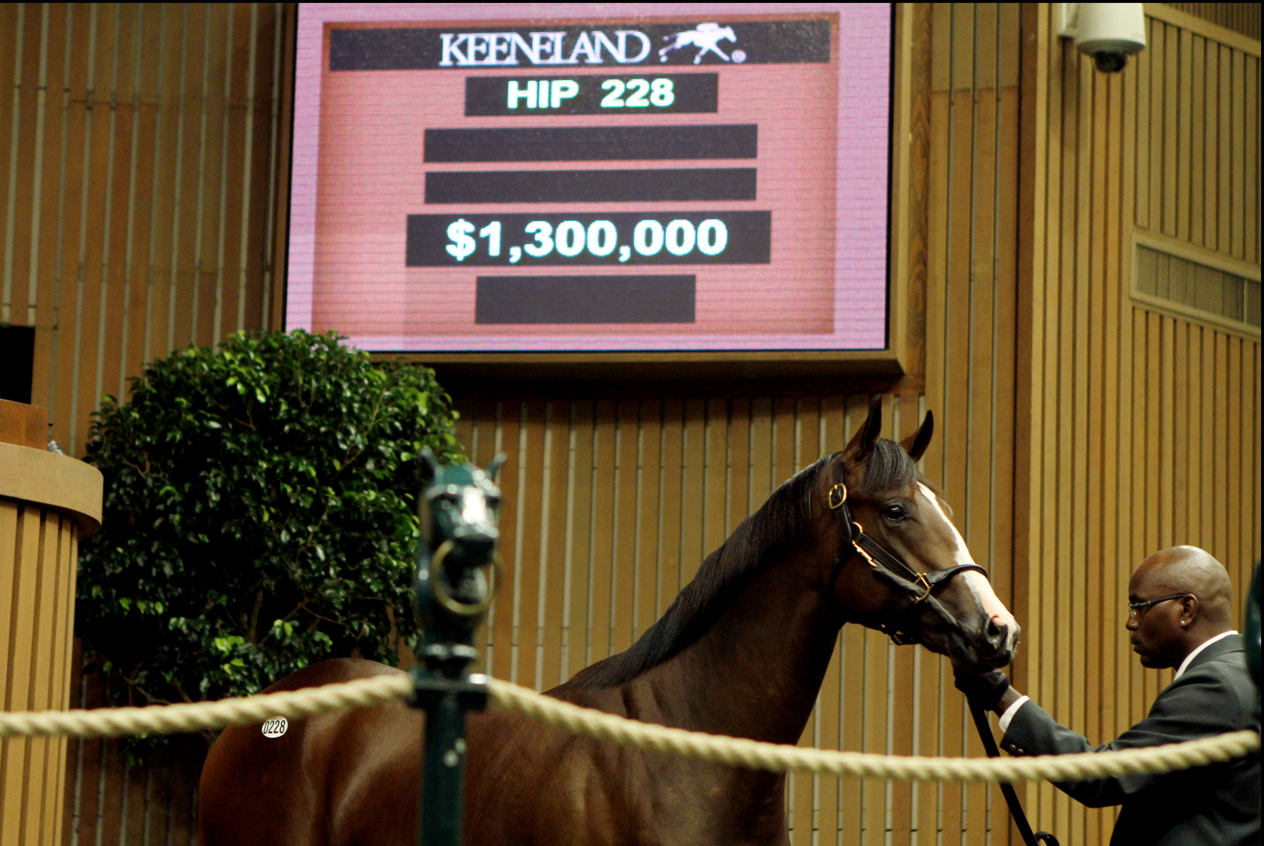 Hip228 sells for $1.3 million at Keeneland September sale