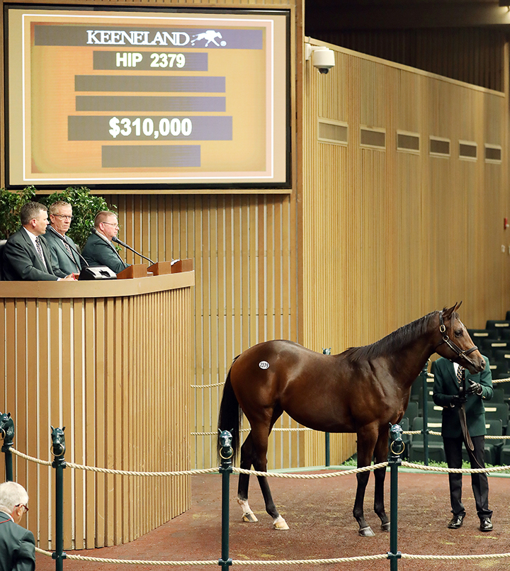 A Flatter filly by Co Cola sells at the Keeneland September yearling sale for $310,000