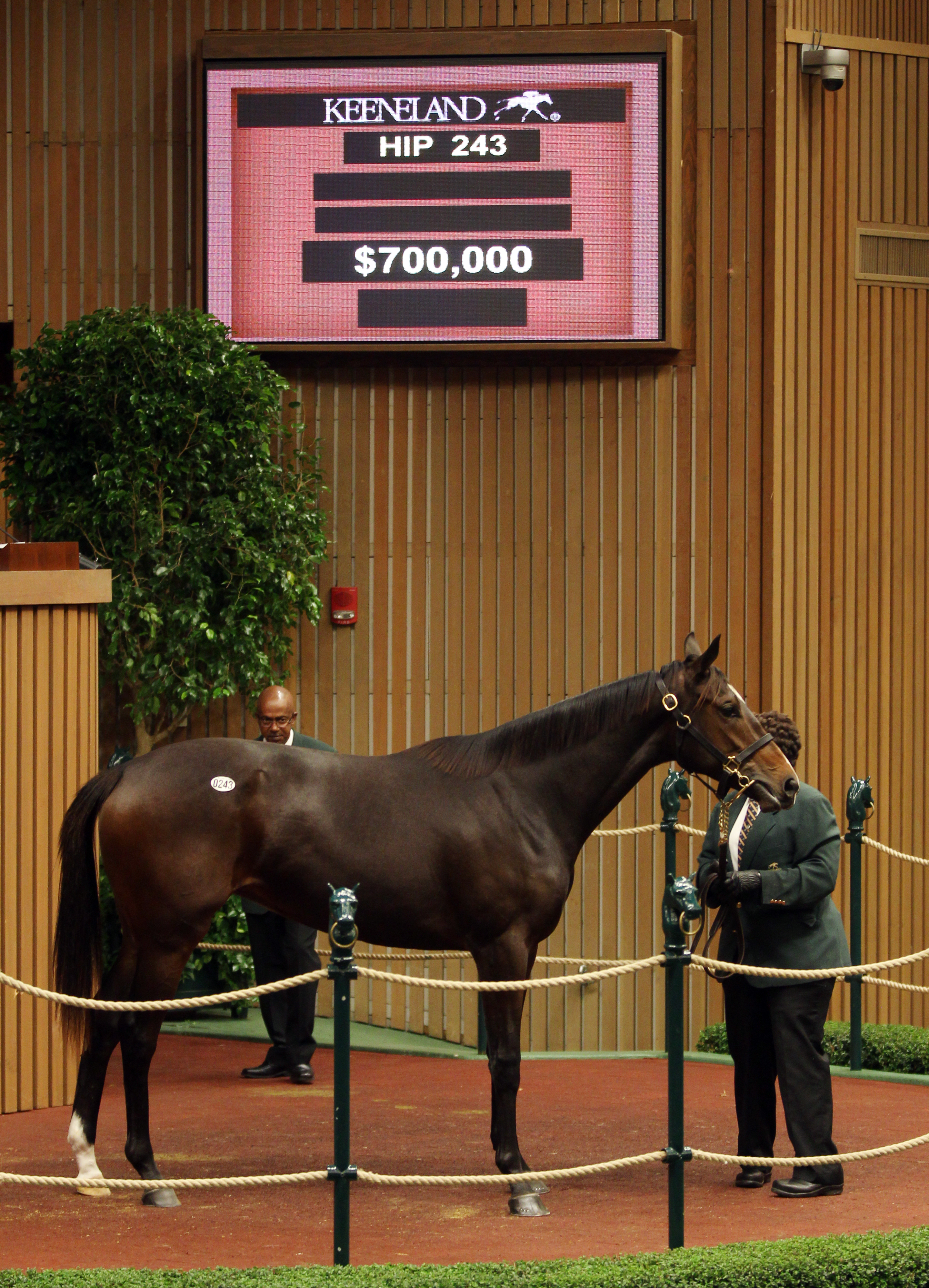 Samantha Nicole sells at Keeneland