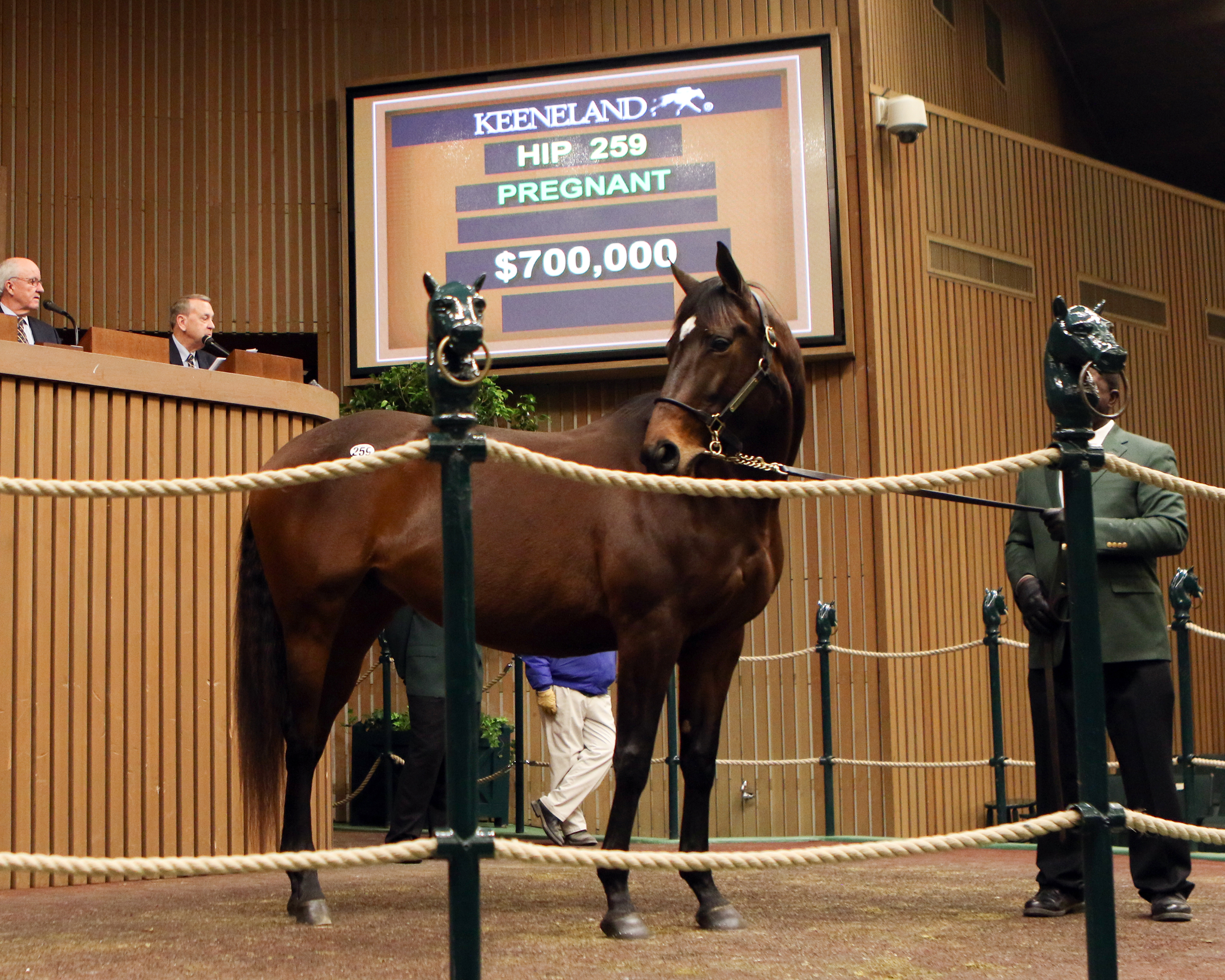 Summer Solo, Keeneland January sale