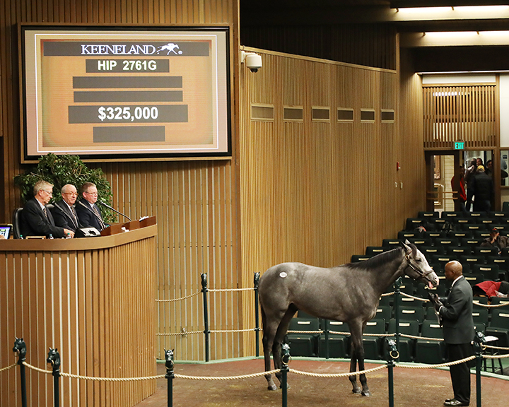 Liam-s Legend sells for $325,000 at the Keeneland November sale