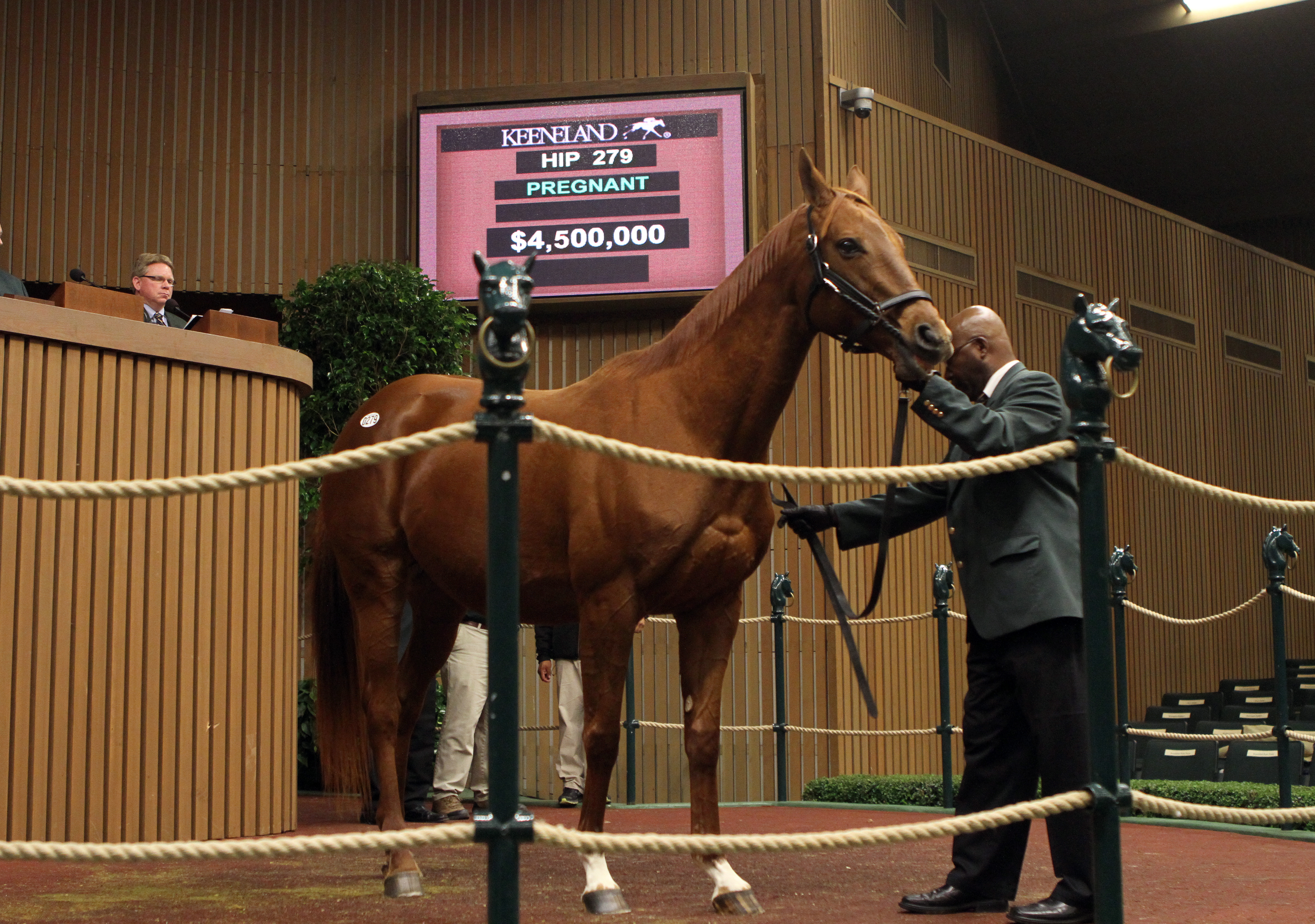 Pure Clan at Keeneland sale