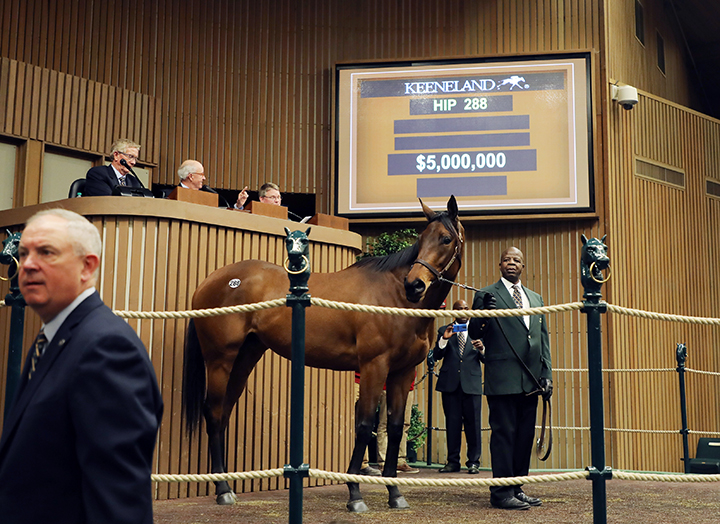 Abel Tasman sells for $5 million at the Keeneland January sale