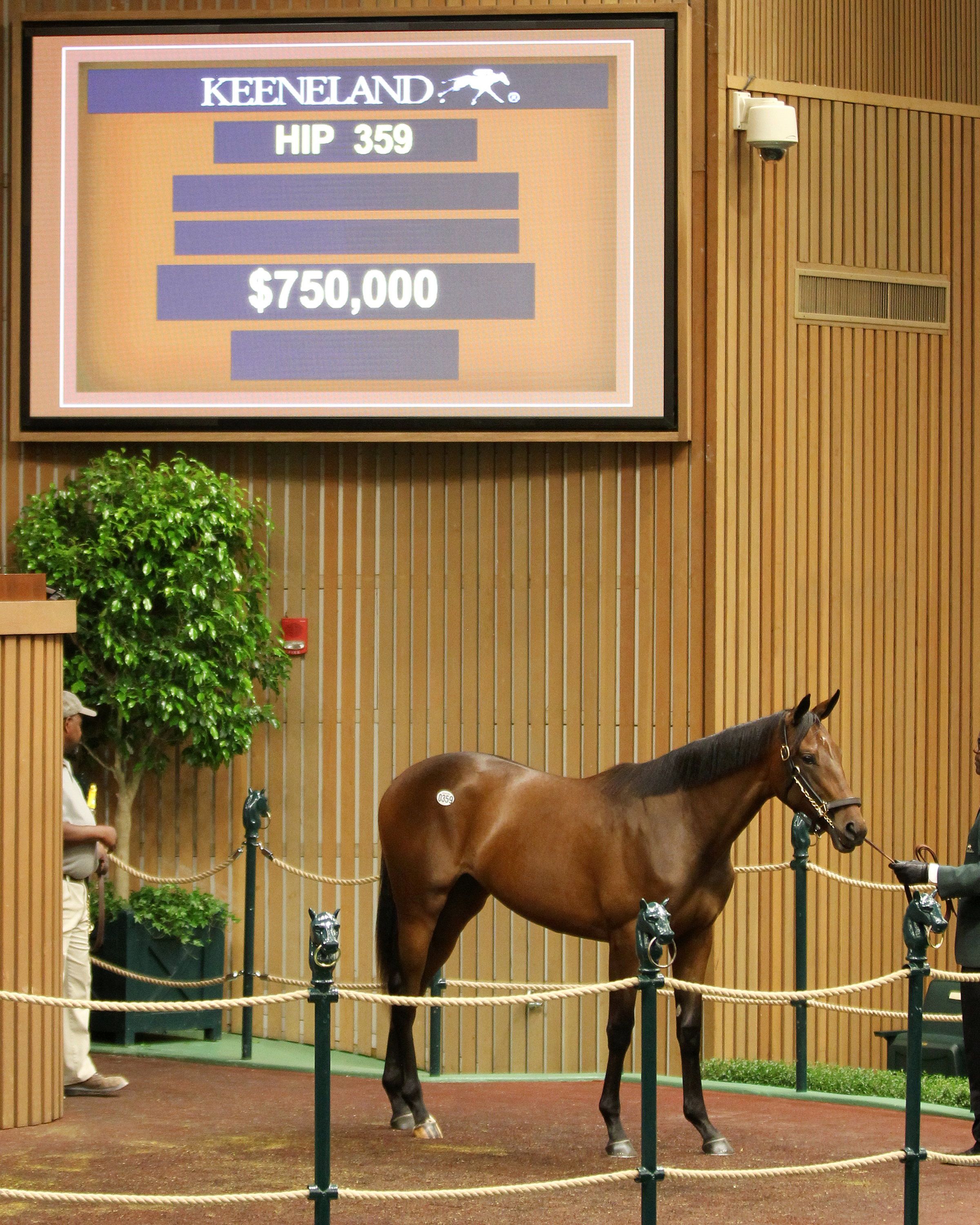 Street Sense/Ithinkisawapudycat filly, sells for $750,000 at the Keeneland September Yearling Sale