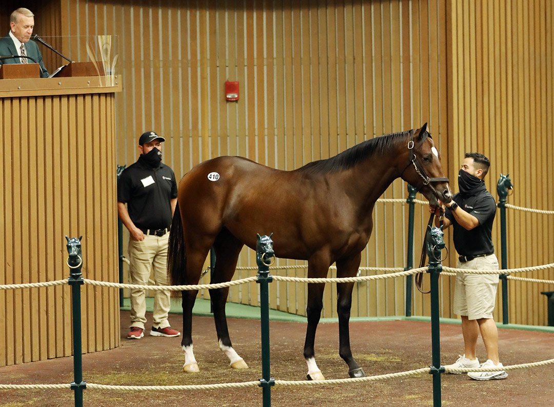 Hip 410, a Tapit/Stopchargingmaria colt, sells for $825,000 at the Keeneland September Yearling Sale