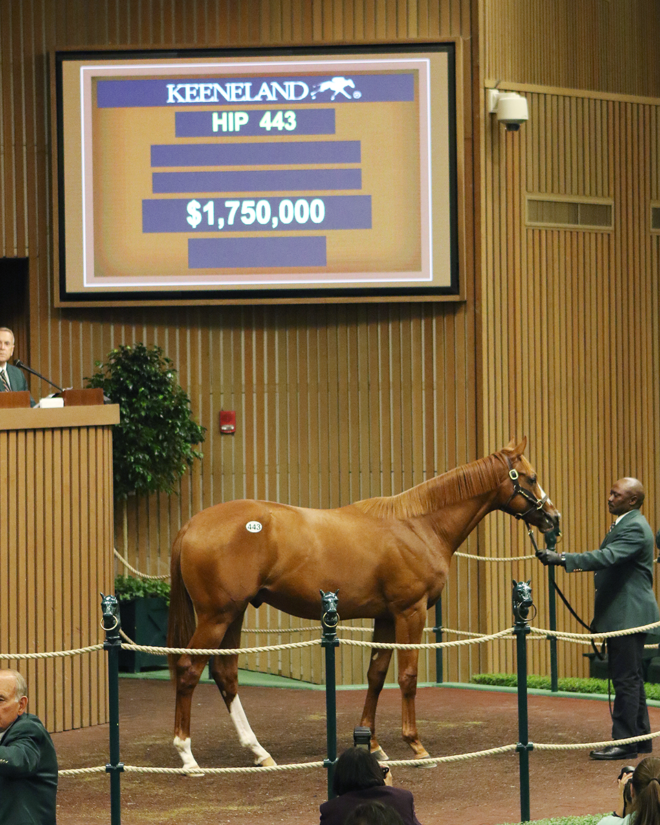 Hip 443 Keeneland September Yearling Sale 2018