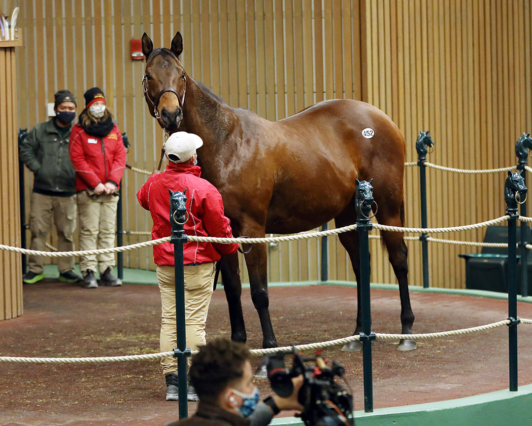 Hip 452, Southern Ring, sells for $875,000 at the Keeneland January Horses of All Ages Sale