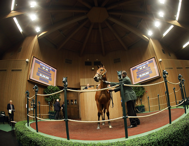 An American Pharoah/Leslie's Lady filly sells for $8.2 million at the Keeneland September Yearling Sale