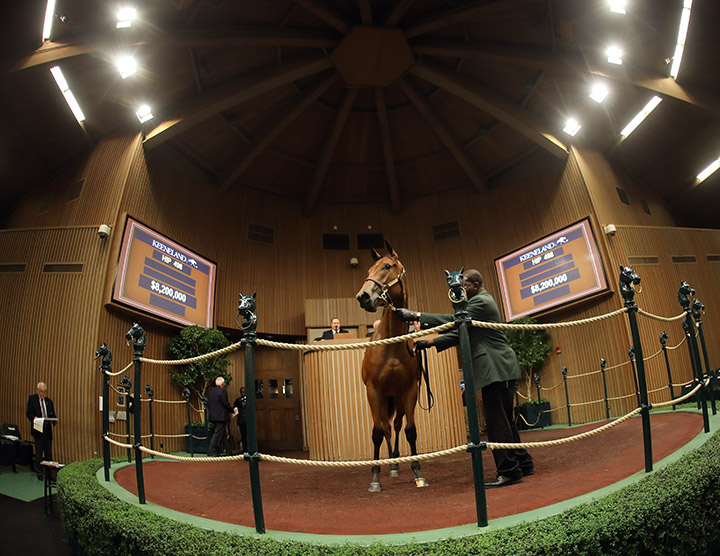 Hip 498, an American Pharoah/Leslie's Lady filly, sells for $8.2 million at the Keeneland September Yearling sale
