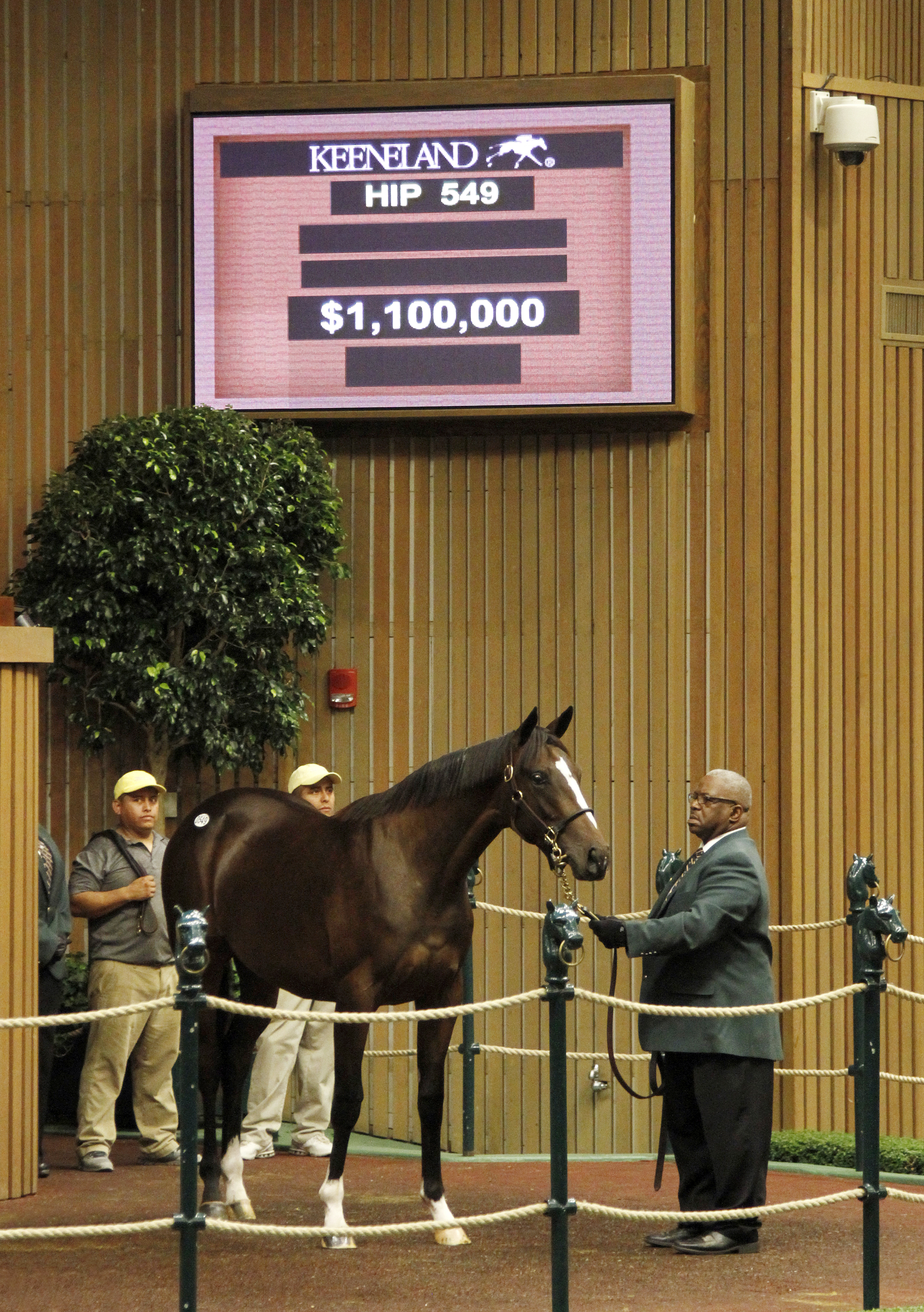 Hip 549, a Tiznow/Countess Lemonade filly, sold for $1.1 million