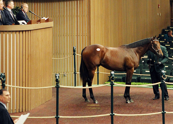 Hip 554 an American Pharoah/Up colt at the Keeneland September sale 2018