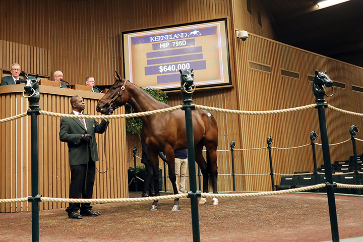 Enaya Alrabb sells for $640,000 at the Keeneland January Horses of All Ages sale