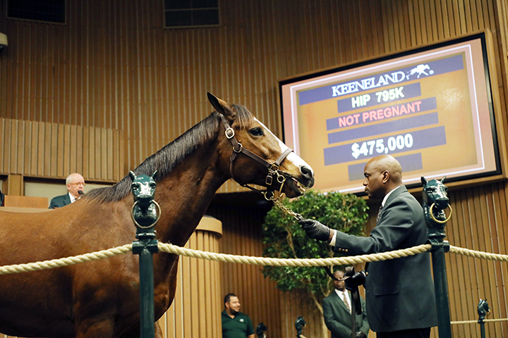 Pomeroys Pistol sells for $475,000 at the Keeneland January Horses of All Ages Sale