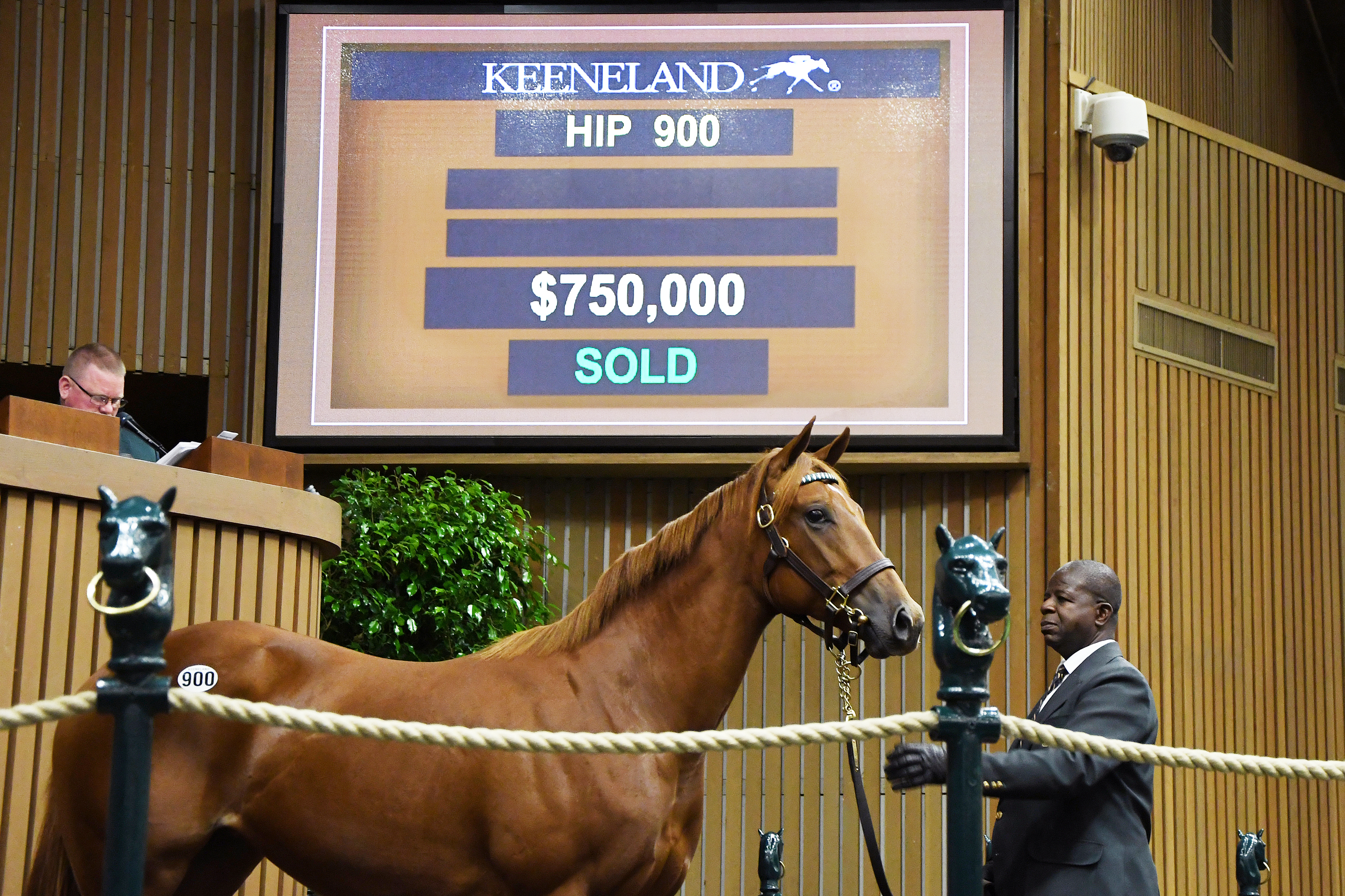 Hip 900 sells for $750,000 at the Keeneland September yearling sale