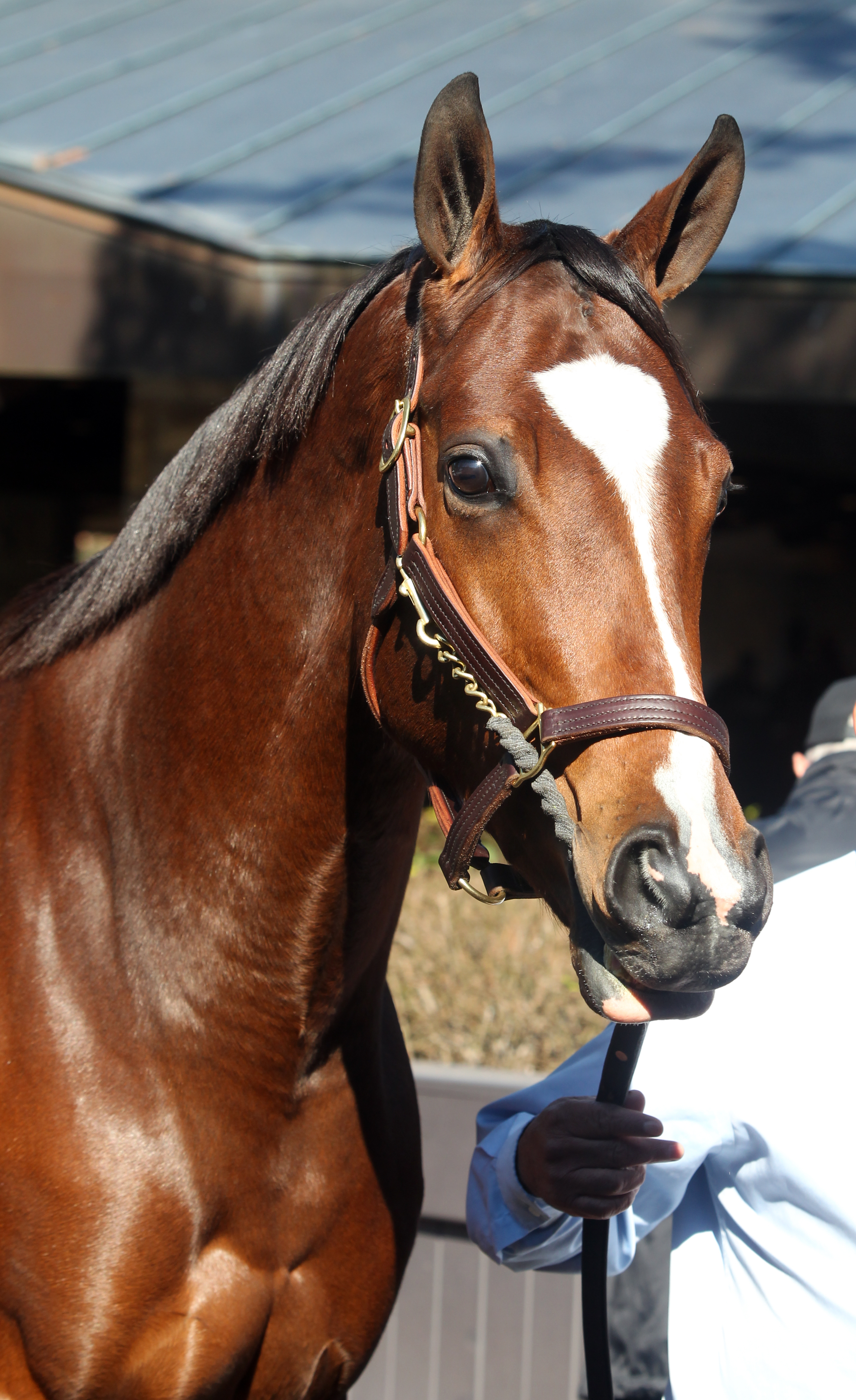 Plum Pretty portrait Keeneland sale