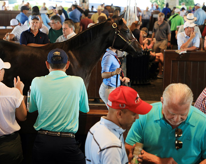 Keeneland September Sale, 2019