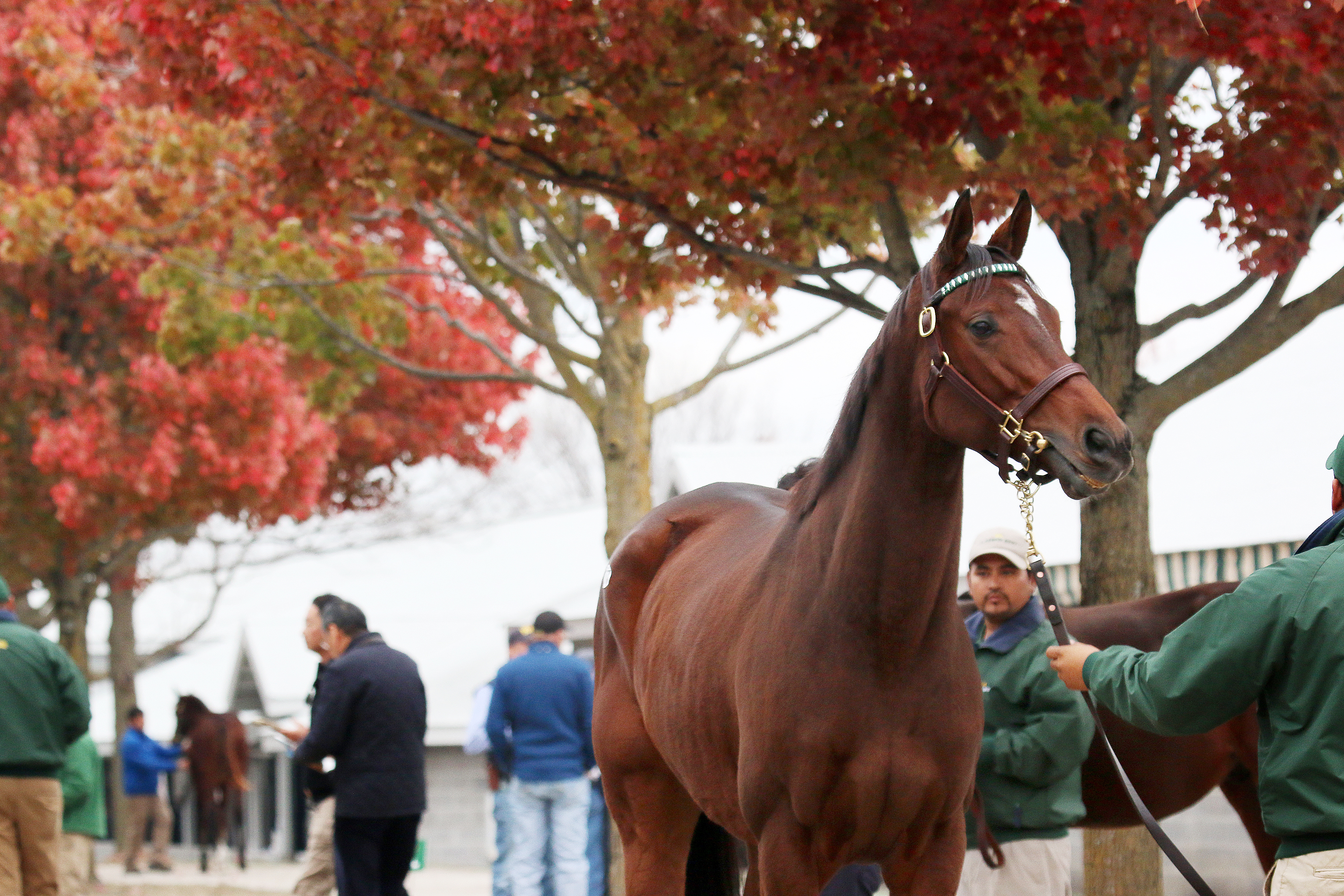 Keeneland Fall sale scenic