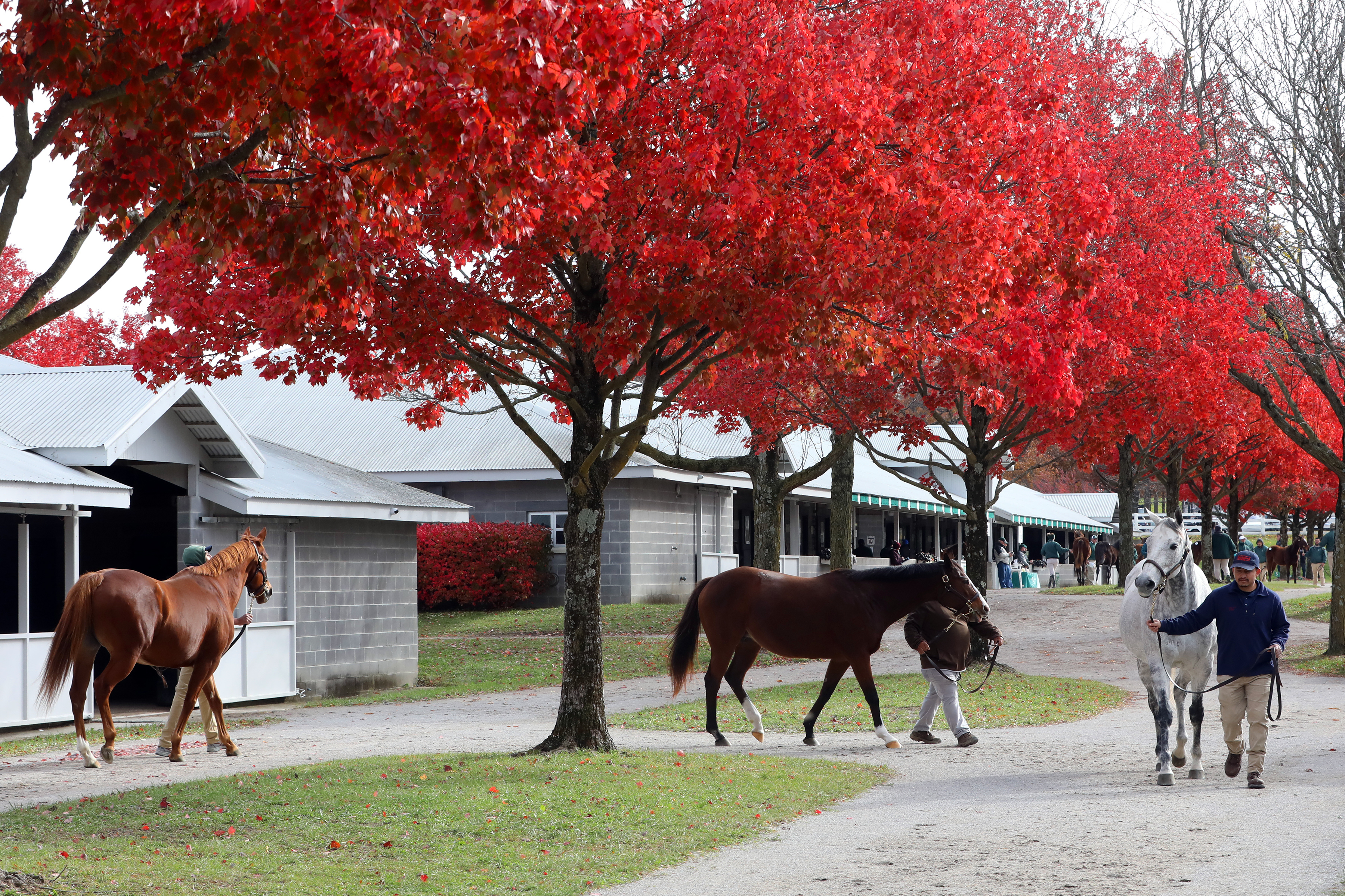 Keeneland November sale