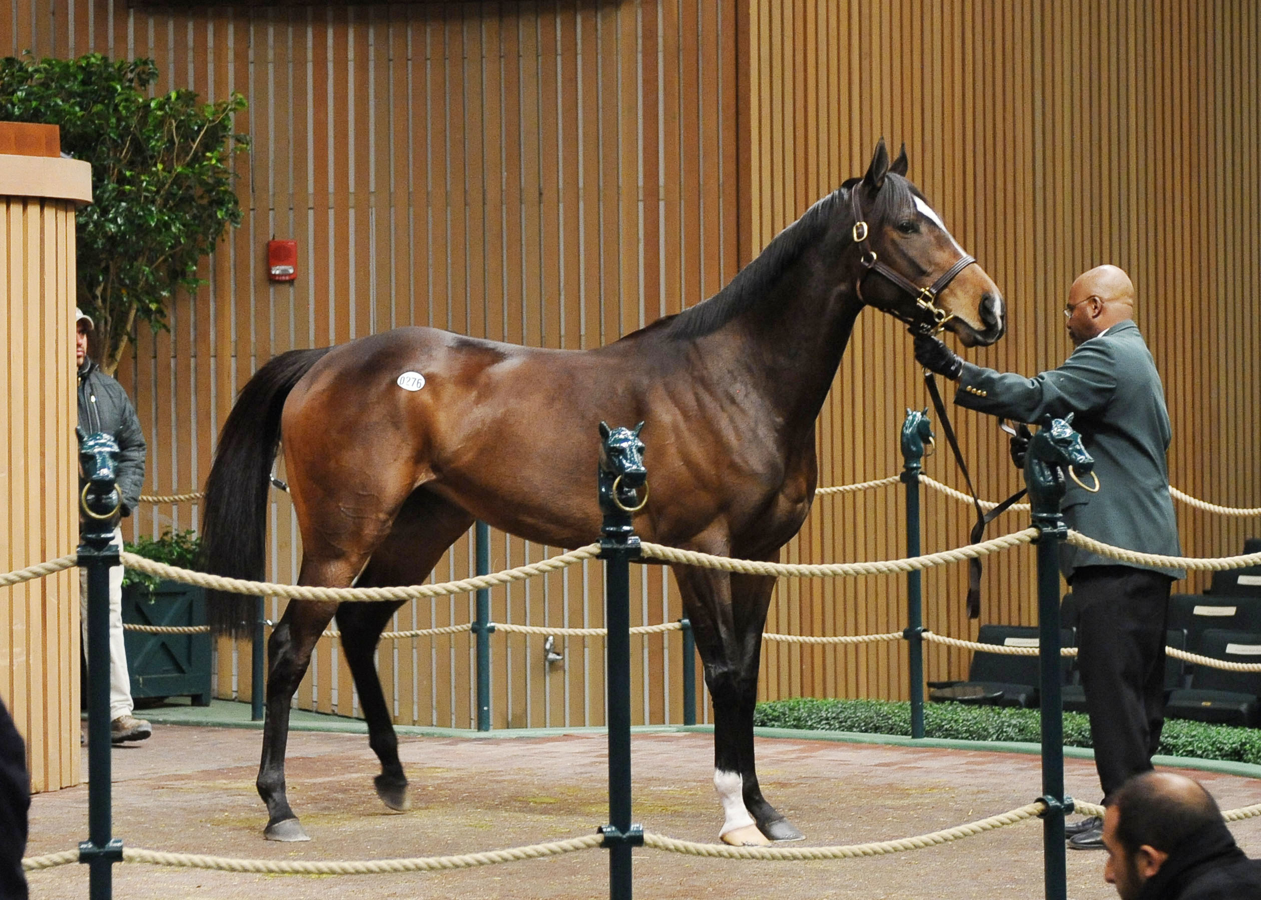 Ave at Keeneland sale