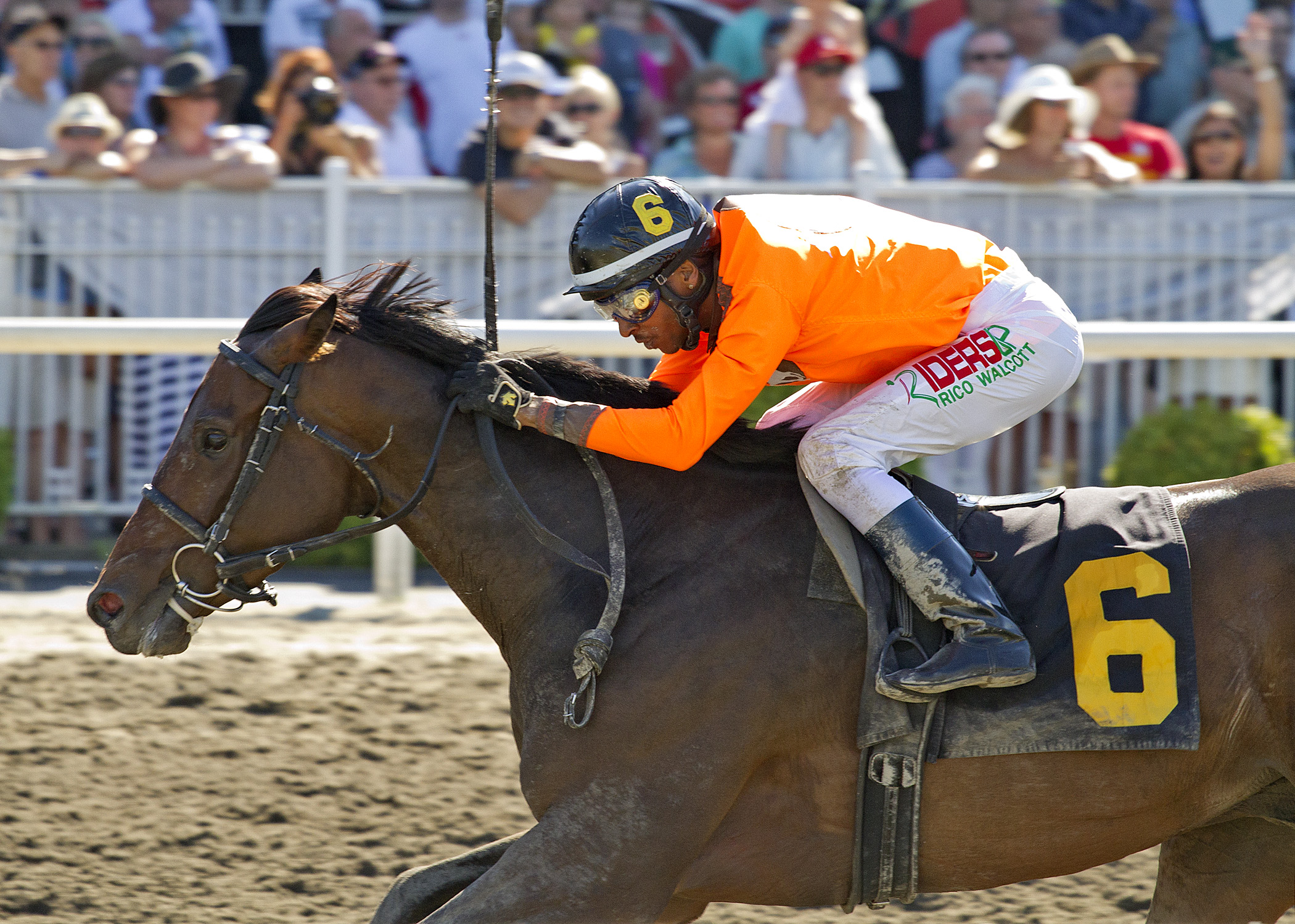 Koffee Grinder wins 2014 Stellar's Jay