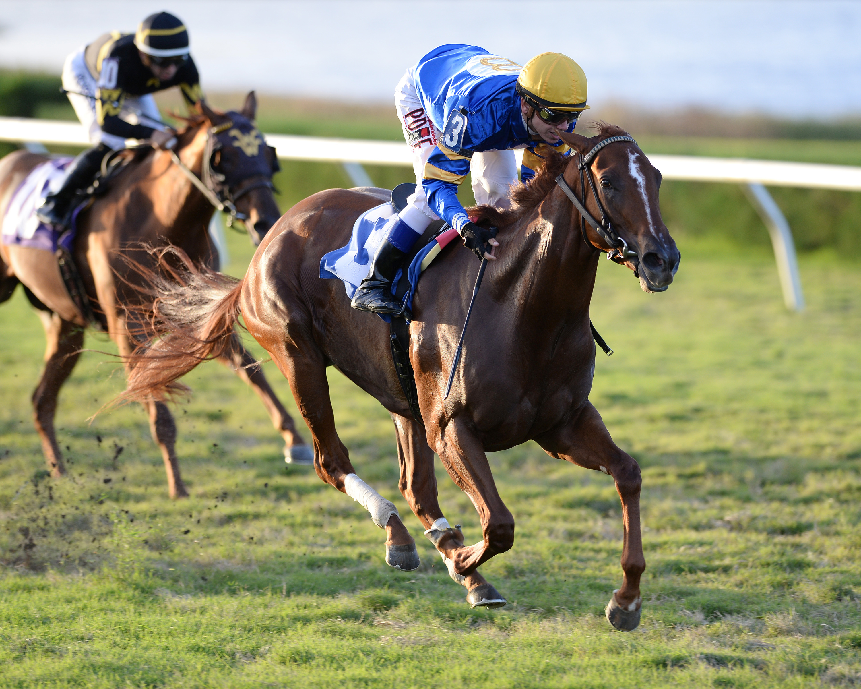 Kandoo wins an optional claiming race at Gulfstream Park West