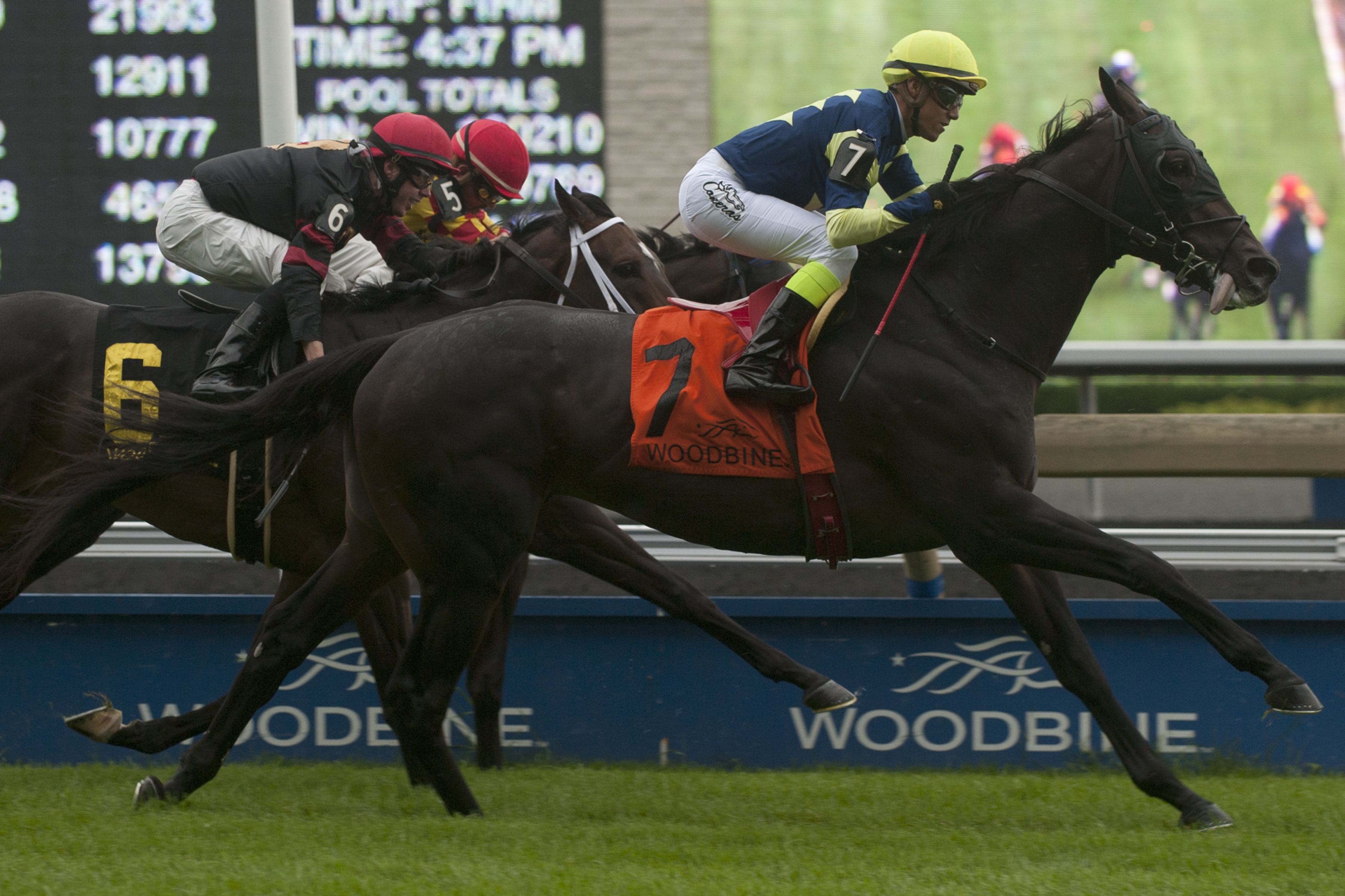 Karibu Gardens wins 2014 Sky Classic