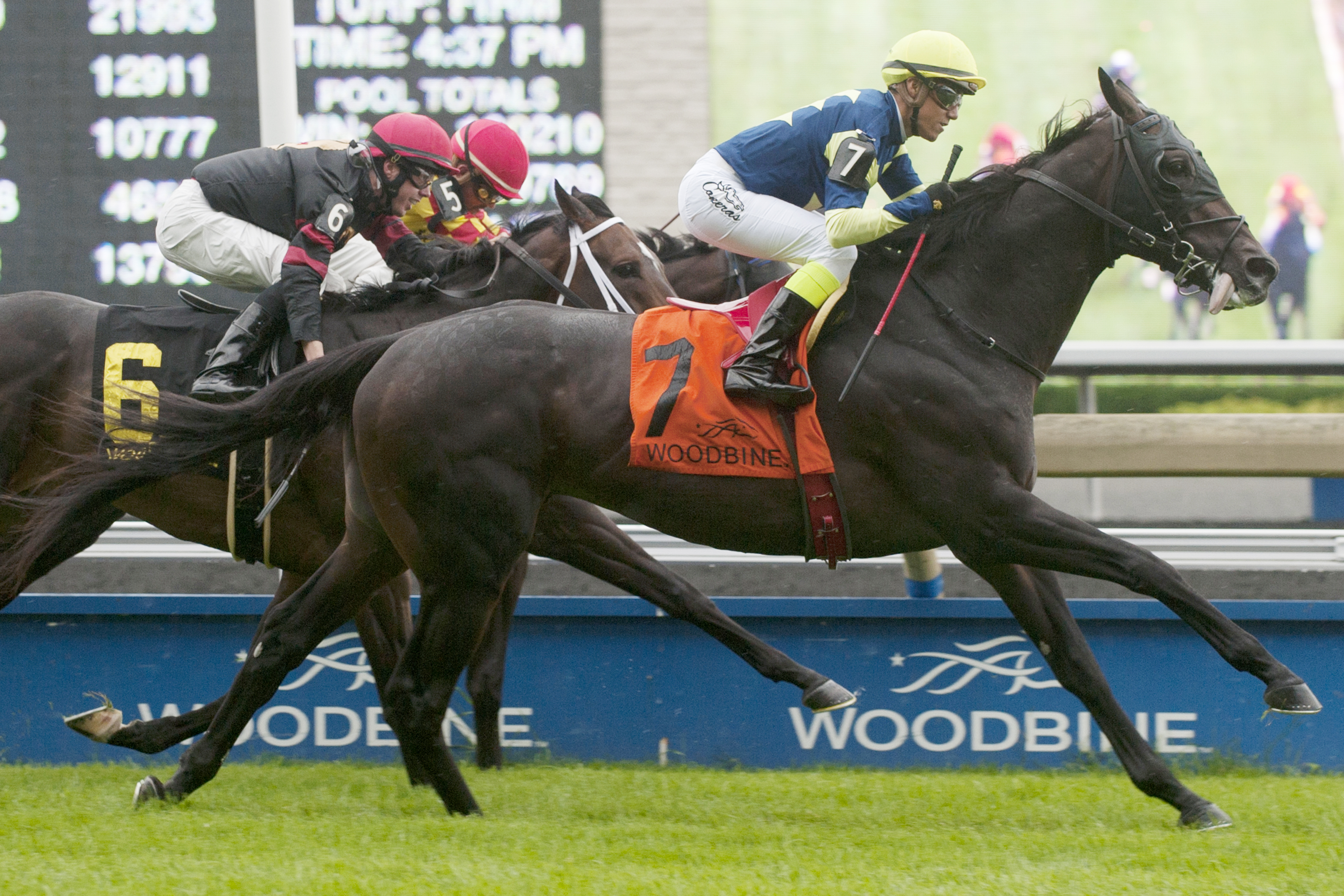 Karibu Gardens wins the 2014 Sky Classic Stakes