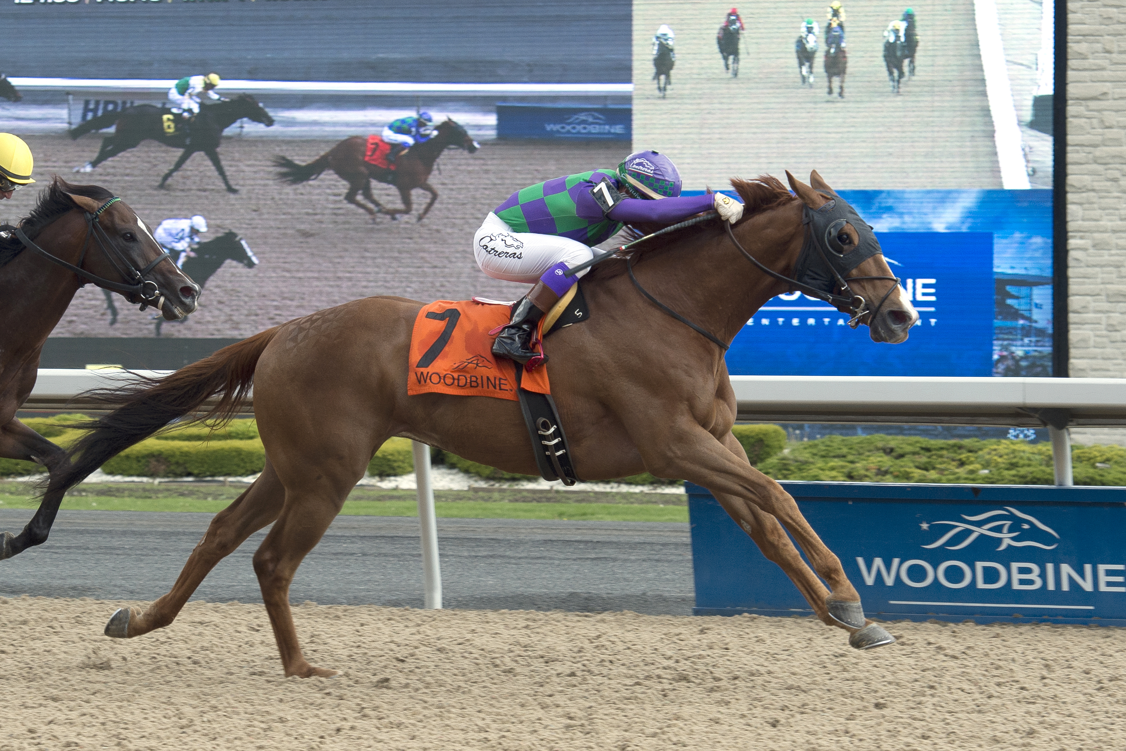 Keen Gizmo wins the Steady Growth Stakes