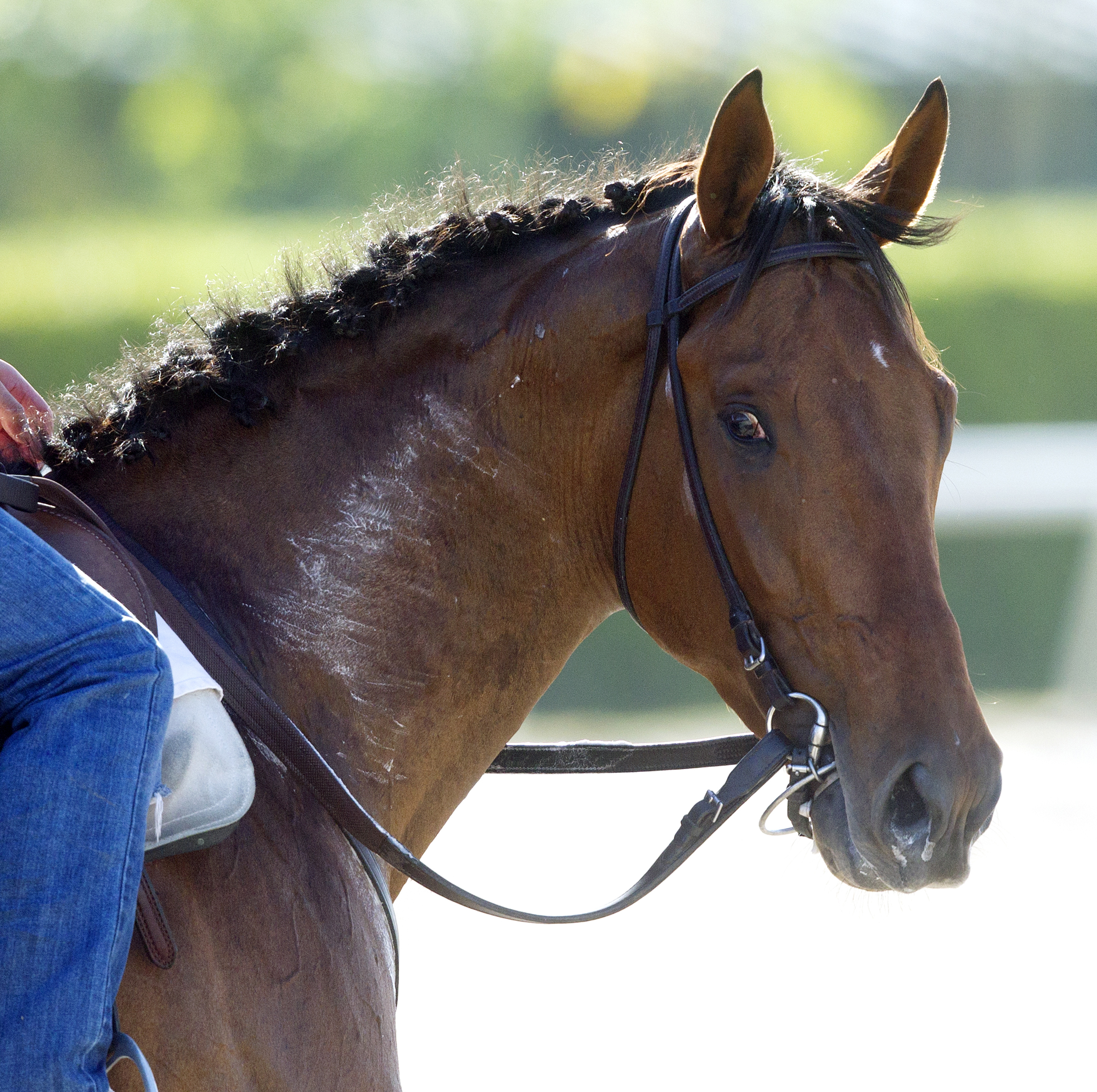 Keen Ice at Gulfstream in February