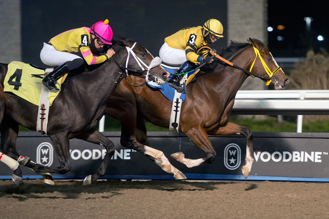 Keep Grinding wins a November 2020 maiden race at Woodbine Racetrack