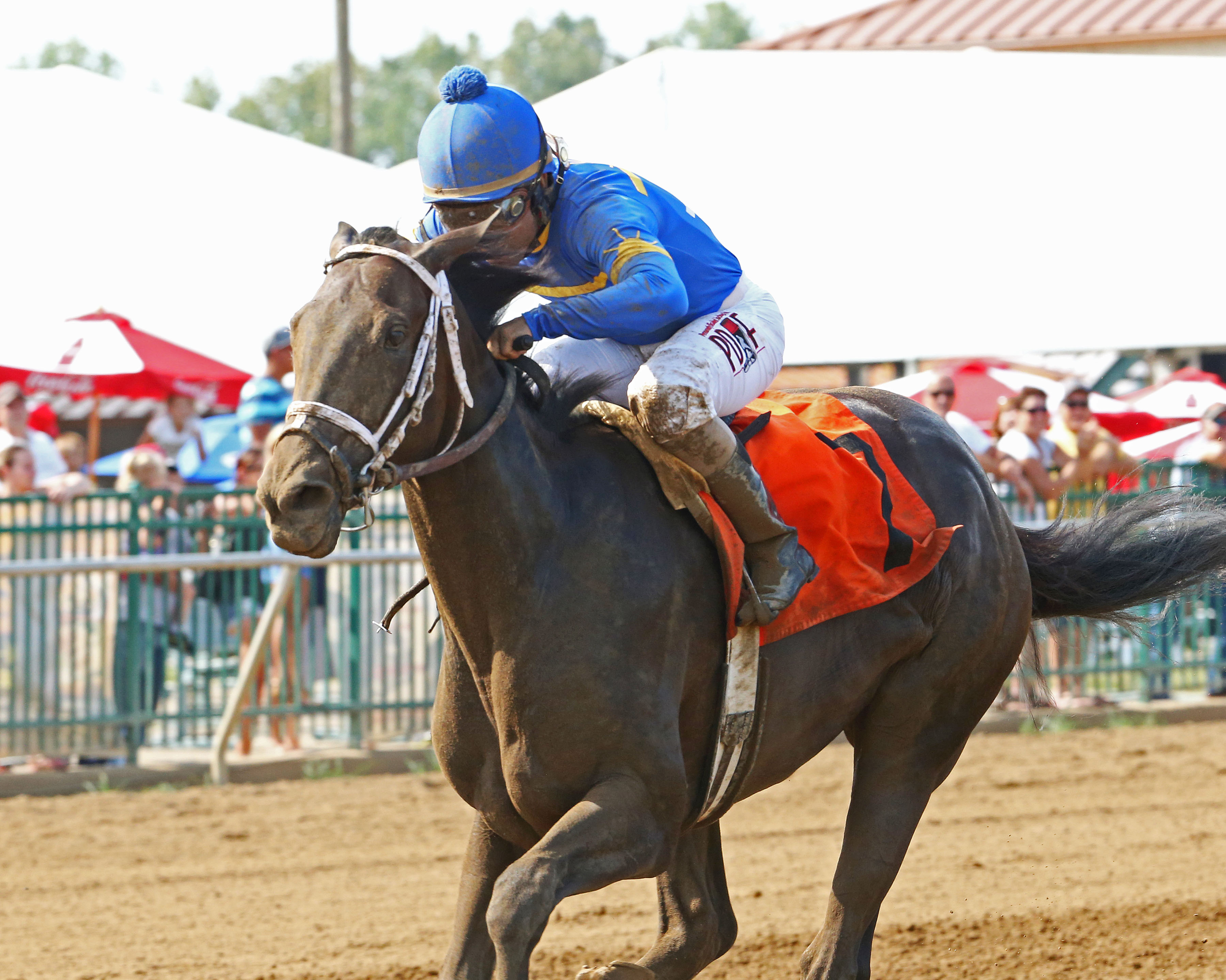 Kellys Humor wins the 2017 Ellis Park Debutante