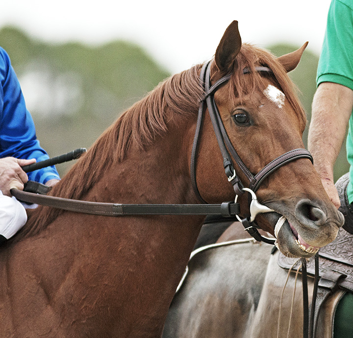 Kentucky Wildcat on Feb. 9