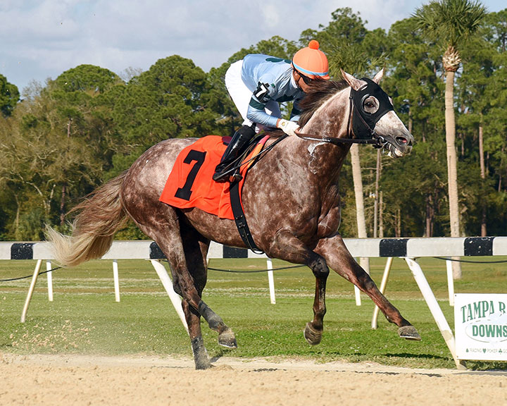 Killybegs Captain wins the 2020 Pelican Stakes at Tampa Bay Downs