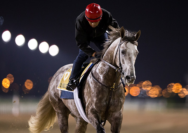 Killybegs Captain at Meydan Racecourse March 2020