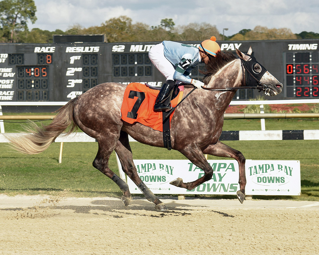 Killybegs Captain wins the 2020 Pelican Stakes at Tampa Bay Downs