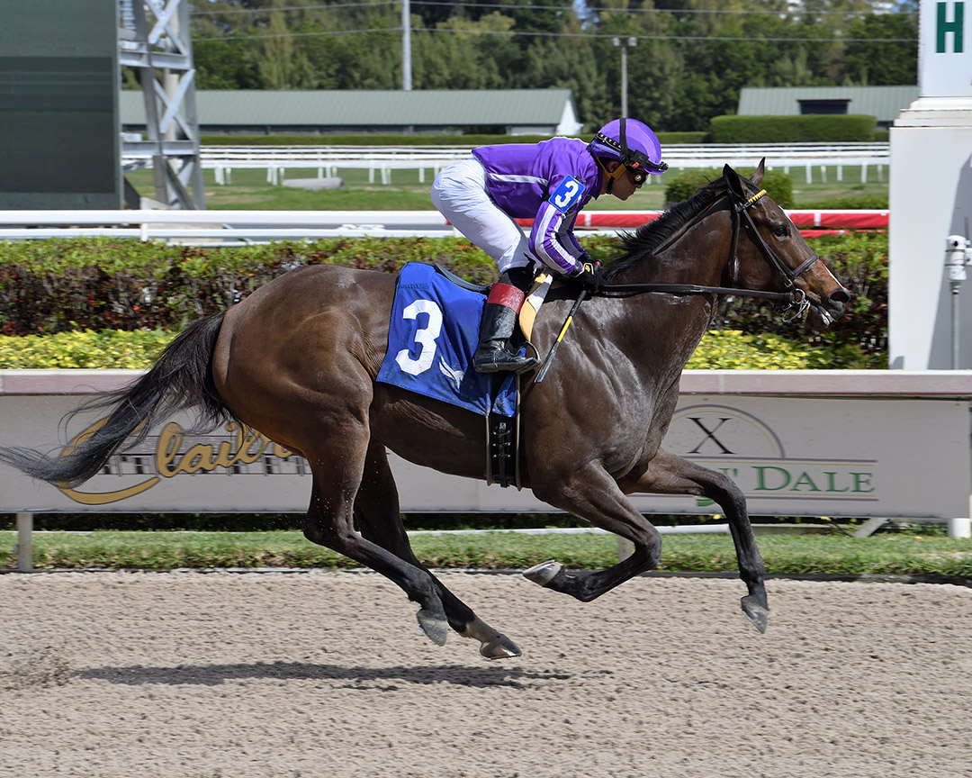 Kimari wins a March 3 allowance optional claimer at Gulfstream Park