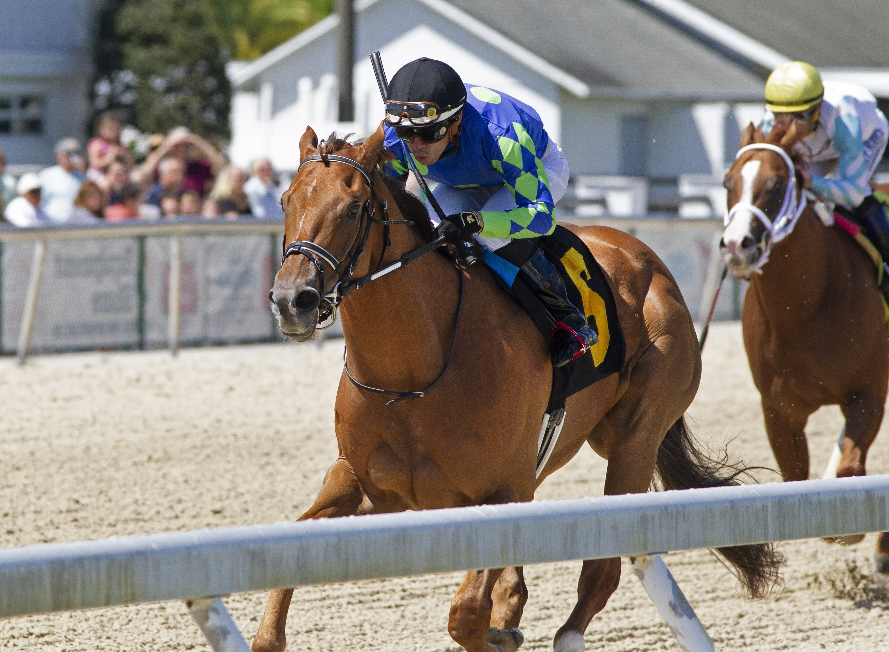 King Cab wins Ocala Breeders' Sales Sophomore 3-27-2022