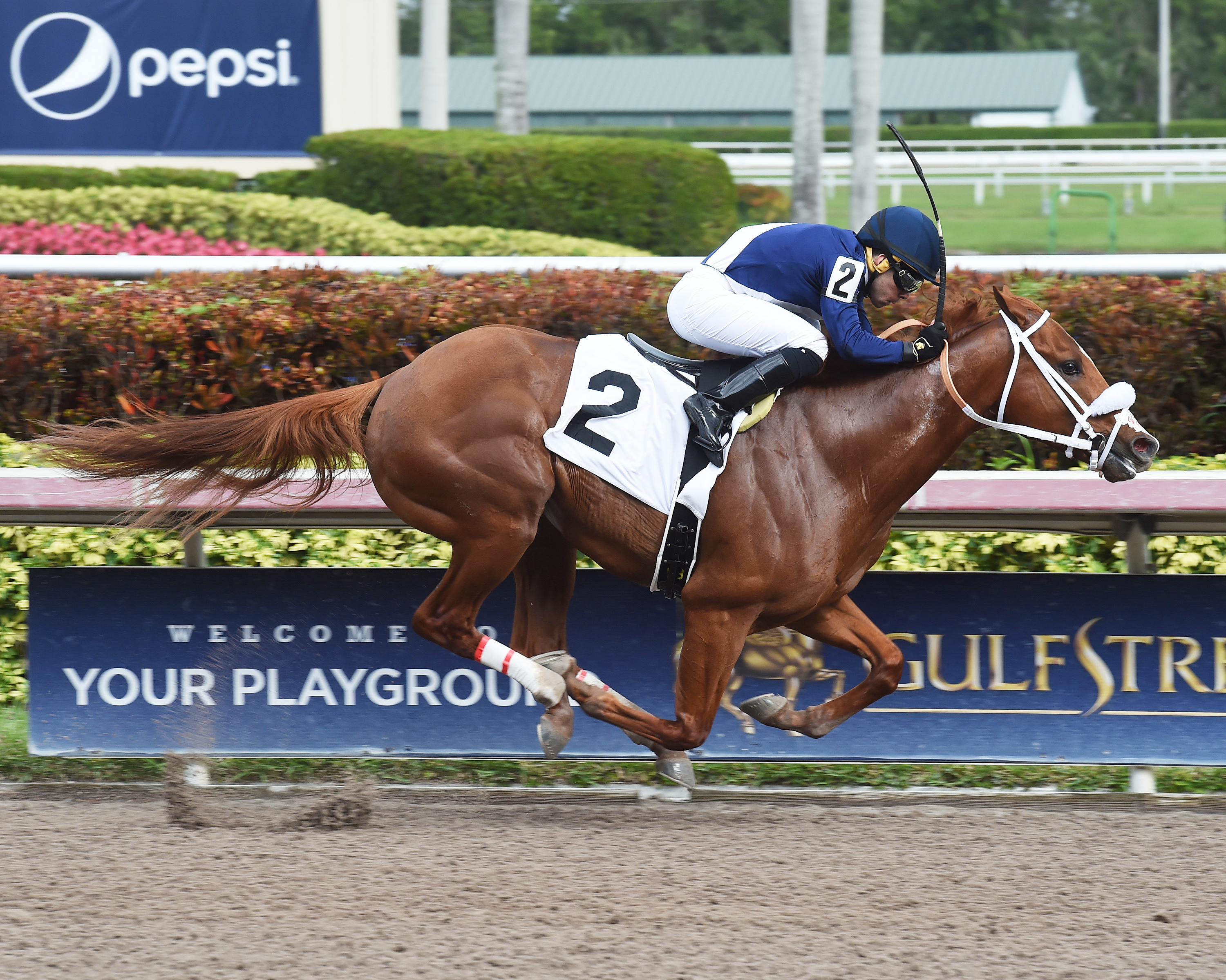King Humor wins a Feb. 2 maiden race