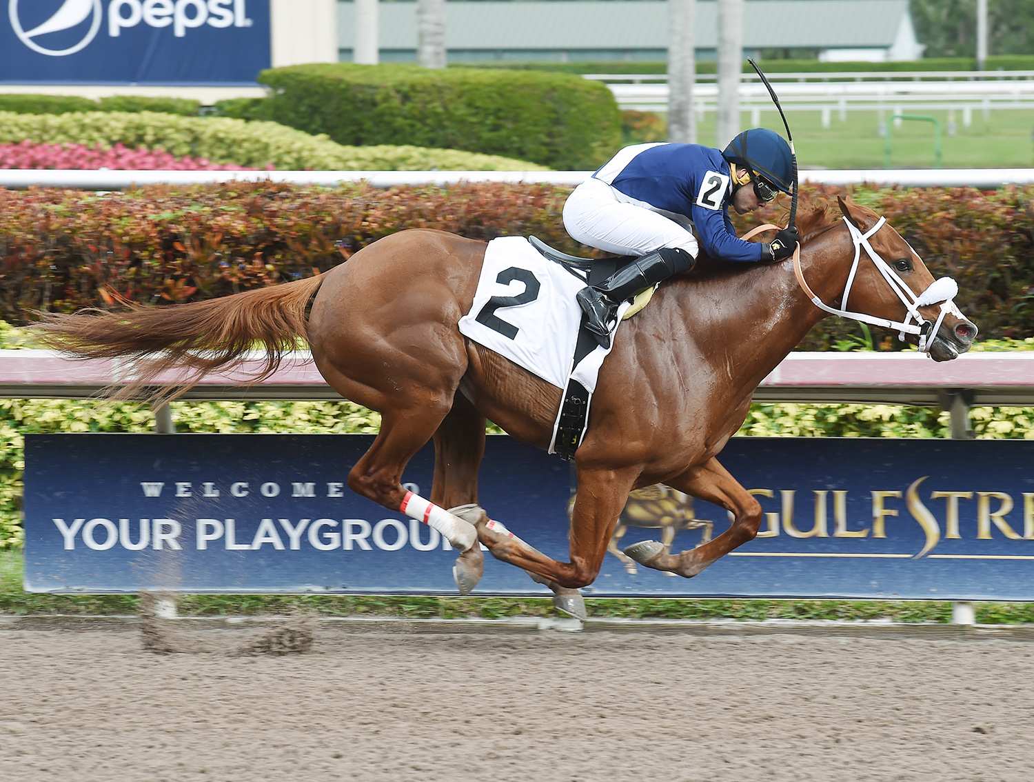 King Humor wins a Feb. 2 maiden race