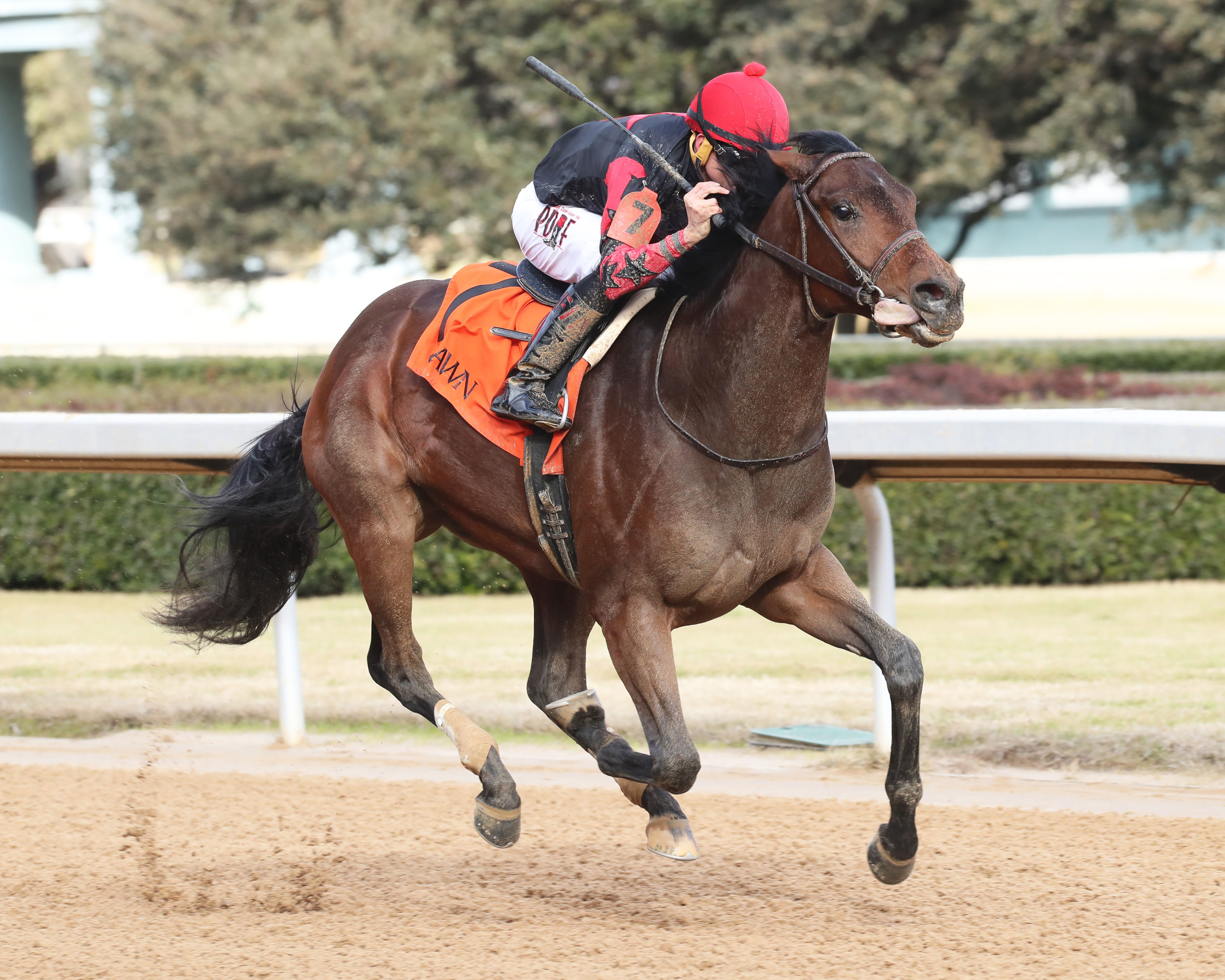 King Peanut/maiden win