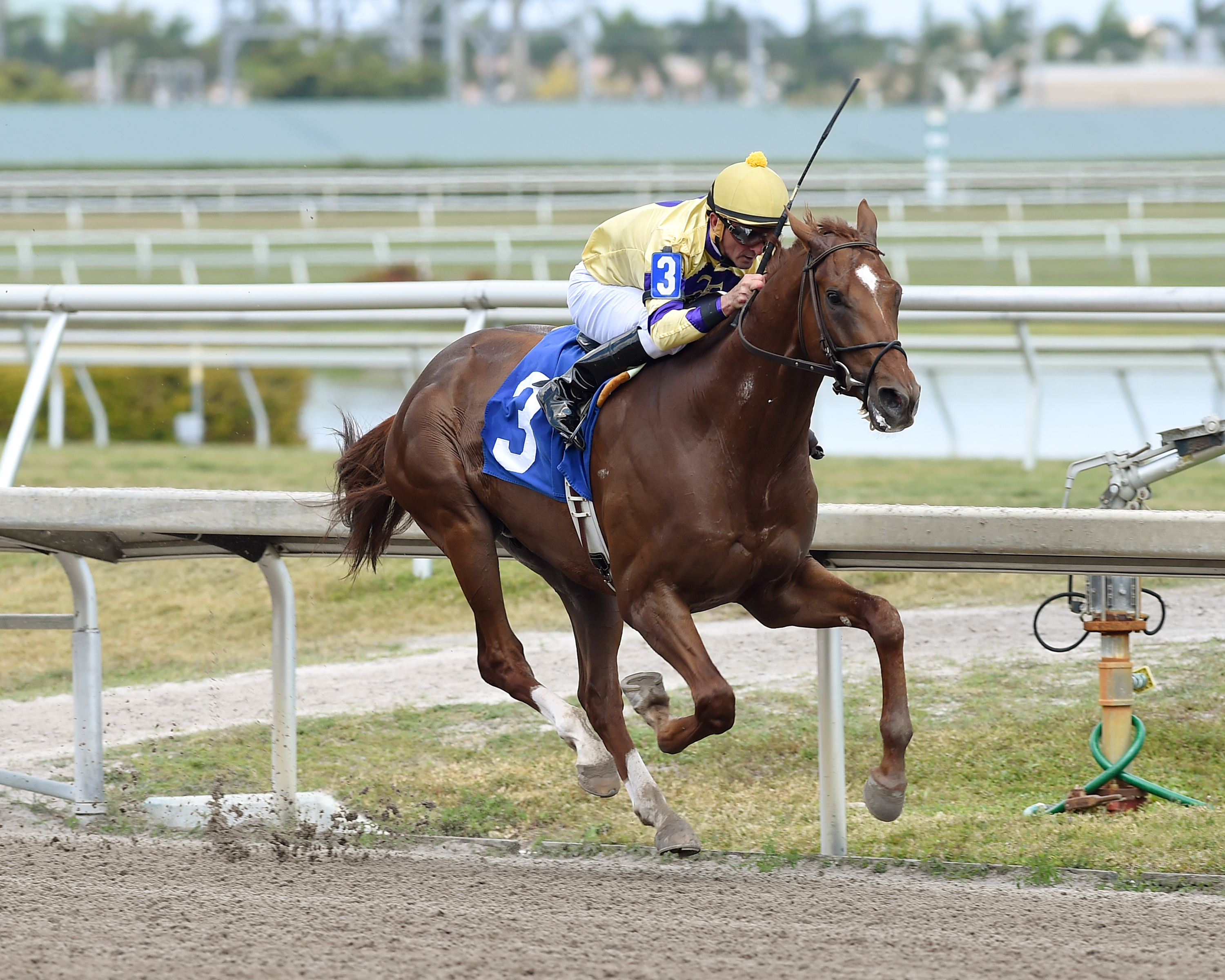 King Zachary wins a March 18 maiden race