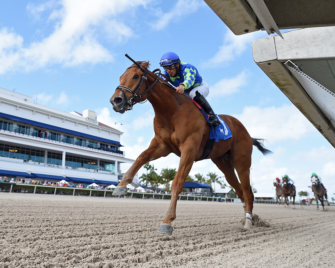 King Cab wins a Feb. 3 allowance at Gulfstream Park