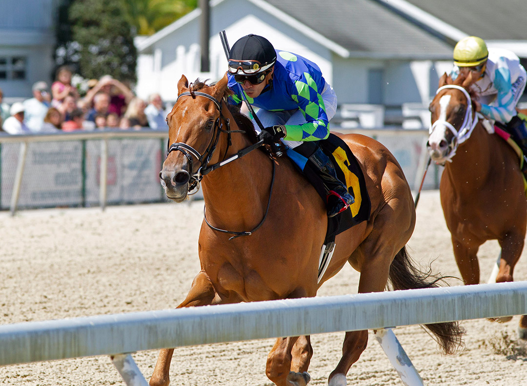 King Cab wins the 2022 Ocala Breeders' Sales Sophomore Stakes at Tampa Bay Downs