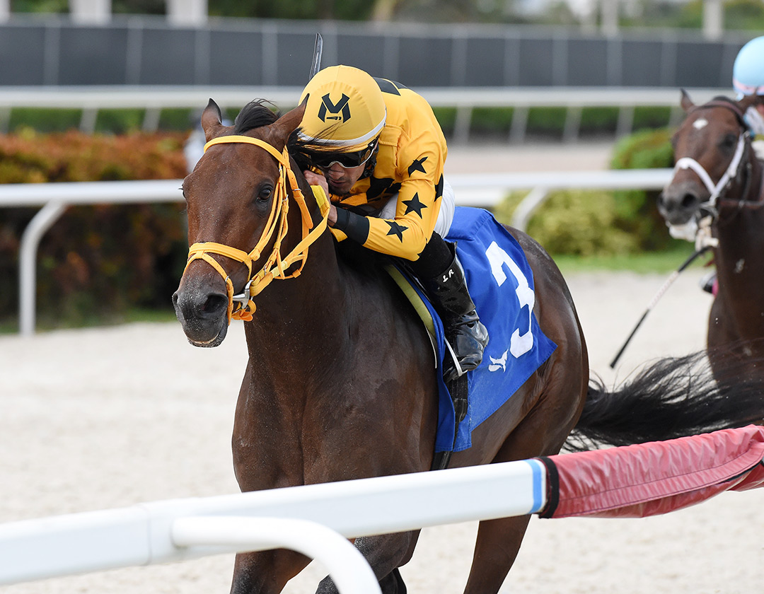 King of Dreams wins the 2021 Showing Up Stakes at Gulfstream Park